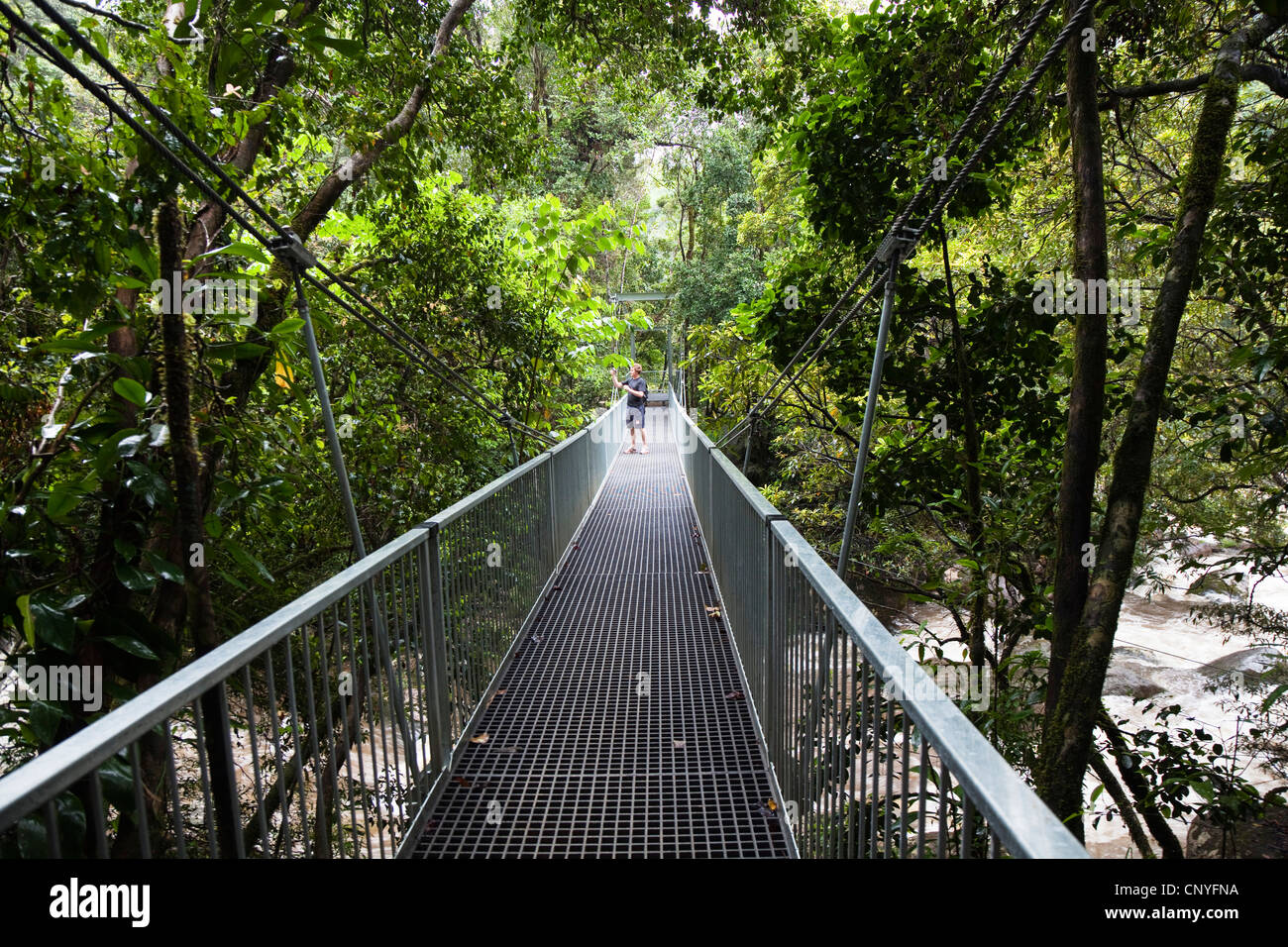 man taking photos on a suspension bridge over river in rainforest, Australia, Queensland, Mossmann Gorge National Park Stock Photo