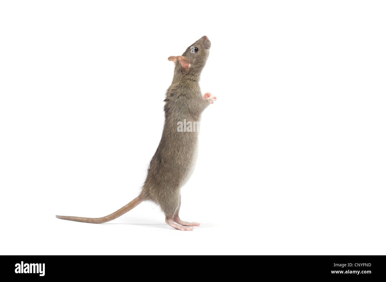 Ноги мыши. Мышка на задних лапках. Серая крыса на задних лапах. Мышка стоит на задних лапах. Грызуны стоящие на задних лапах.