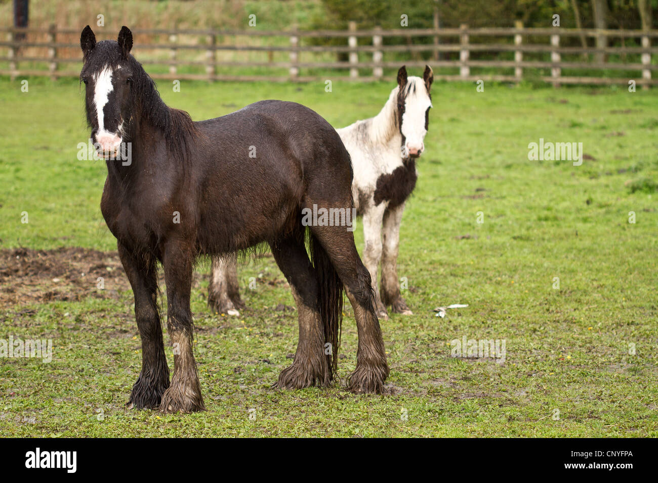 Two 2 horses standing in a field brown white face and a white and brown ...