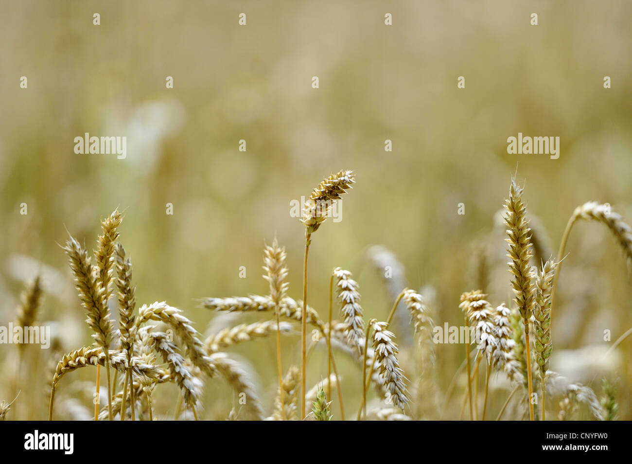 spelt wheat (Triticum spelta,Triticum aestivum subsp. spelta), spelt field, Germany, Bavaria Stock Photo