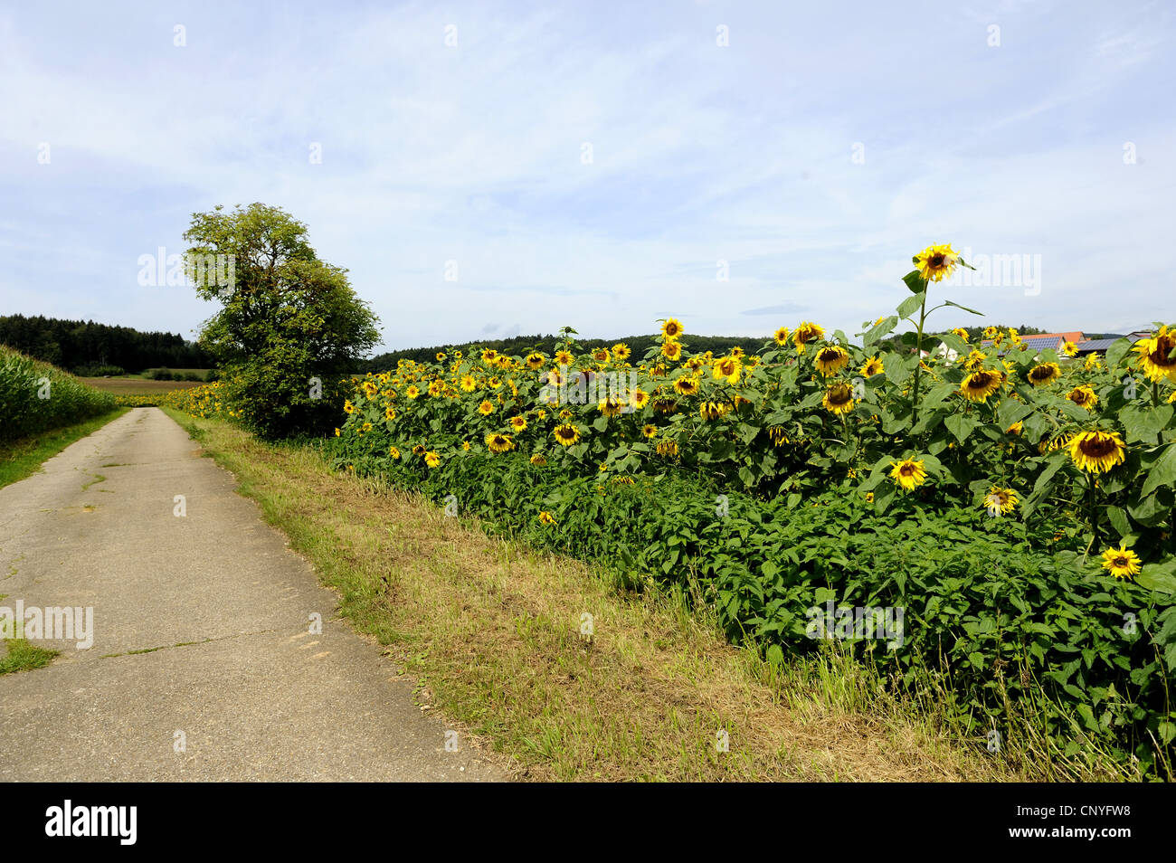 common sunflower (Helianthus annuus), narrow road through sunflower