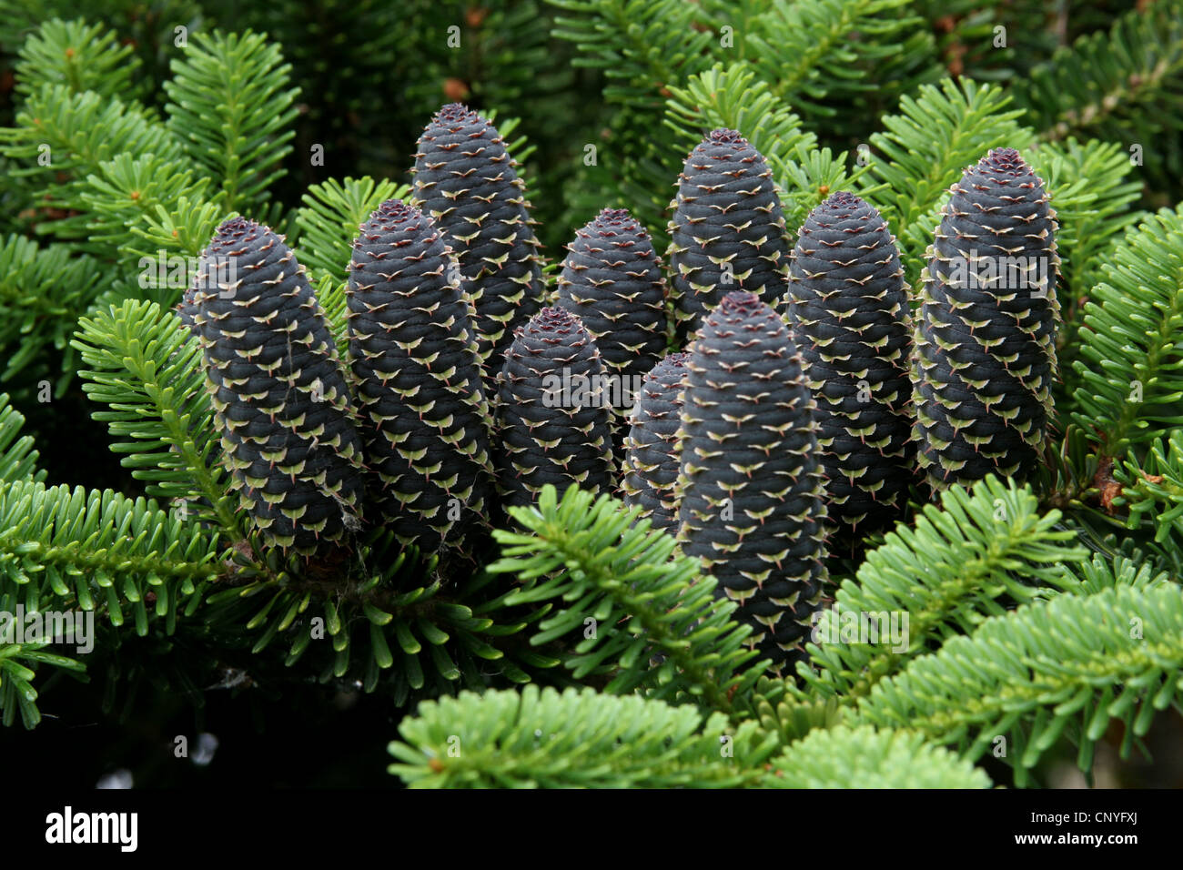 Korean fir (Abies koreana), cones on a branch, Germany, North Rhine-Westphalia Stock Photo