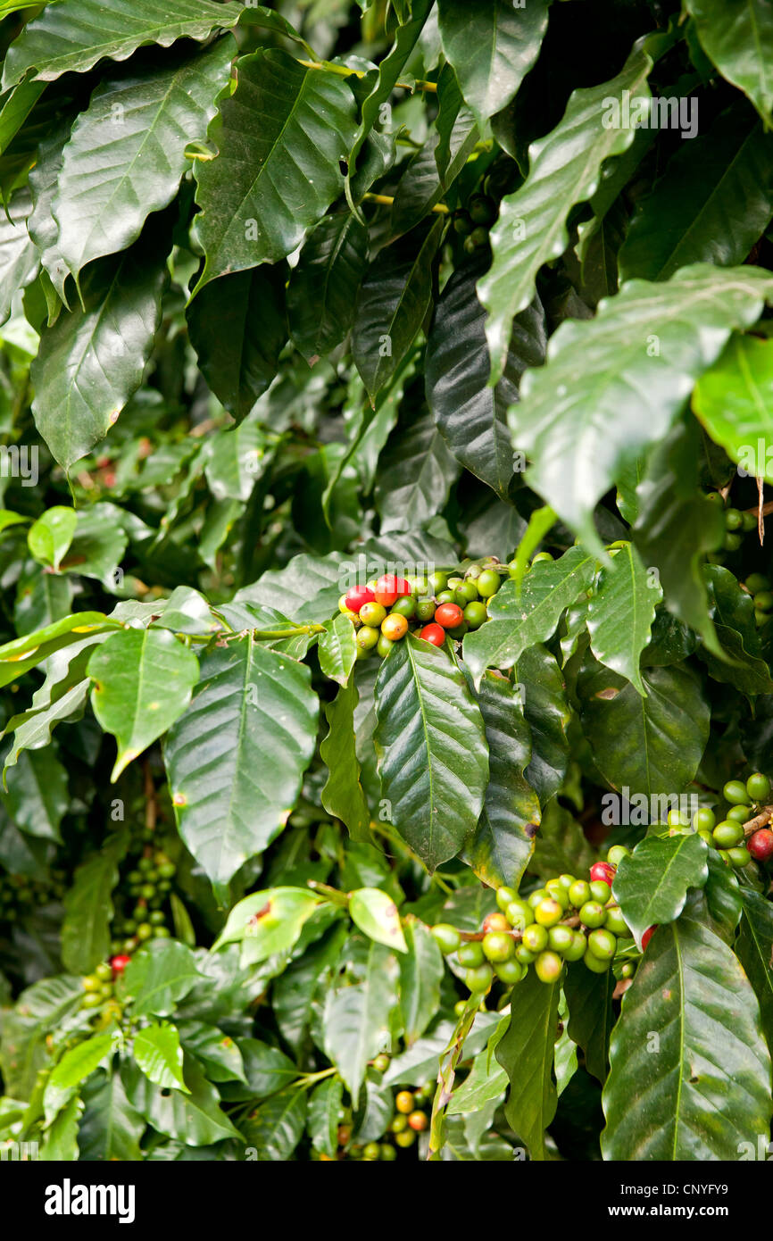coffee plant Coffea from the large family Rubiaceae with beans, Orosi-Valley, Costa Rica, Central America Stock Photo