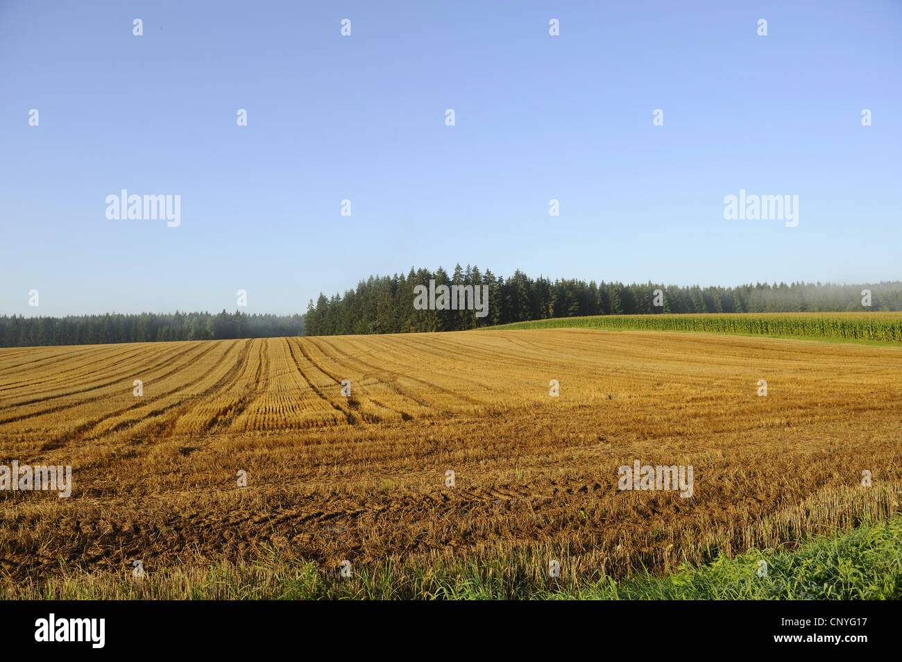 stubble field, Germany, Bavaria, Upper Palatinate Stock Photo
