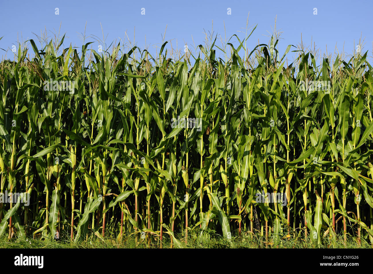 Indian corn, maize (Zea mays), maize field, Germany, Bavaria Stock Photo
