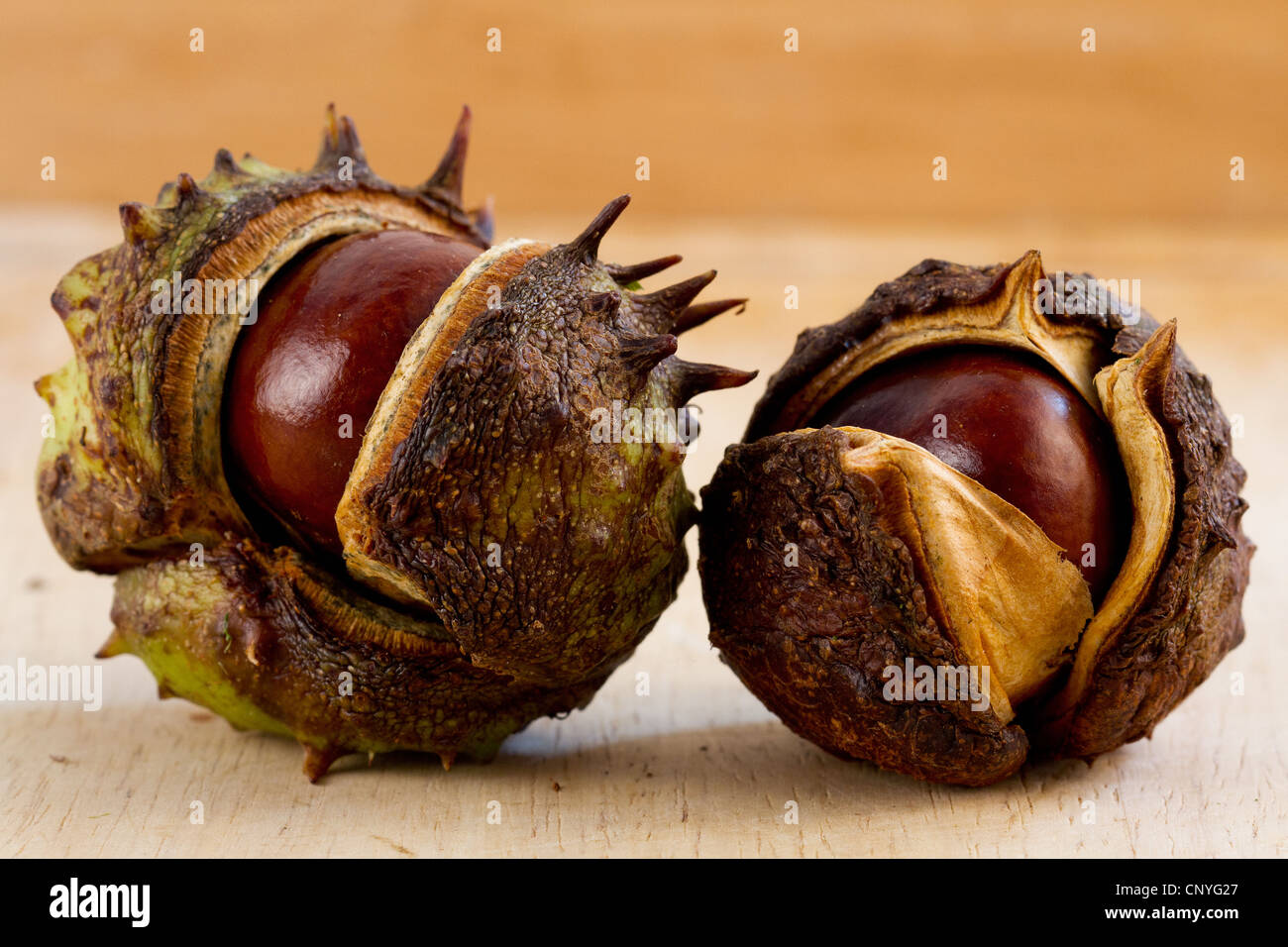 2 conkers in shells horse chestnuts autumn nuts seeds opened Stock