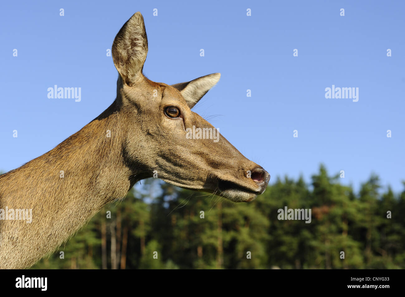 red deer (Cervus elaphus), portrait of a hind, side view, Germany, Bavaria Stock Photo