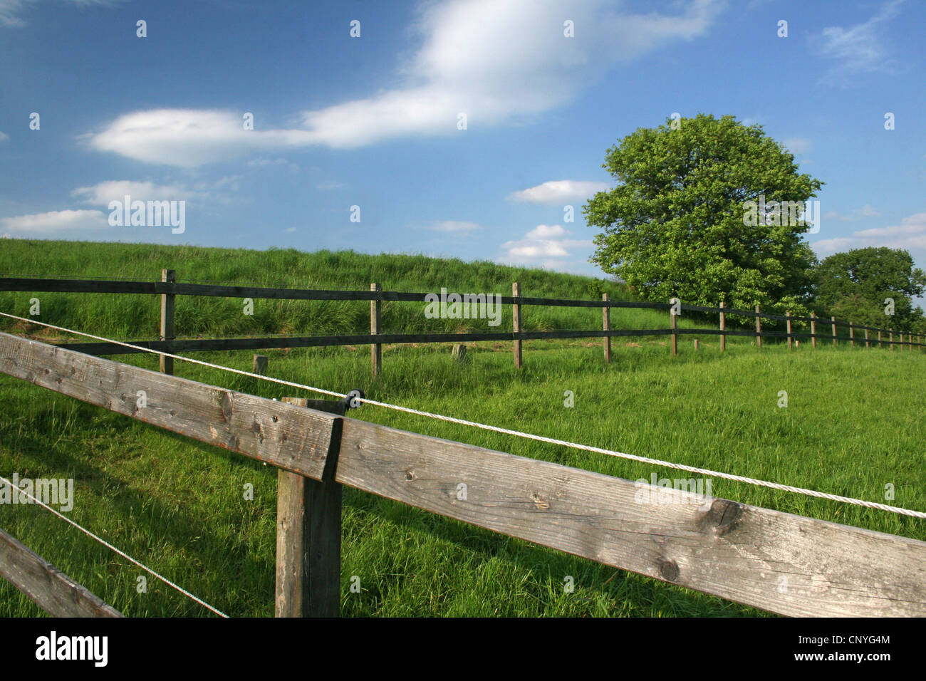 paddock at a stud farm, Germany, North Rhine-Westphalia Stock Photo