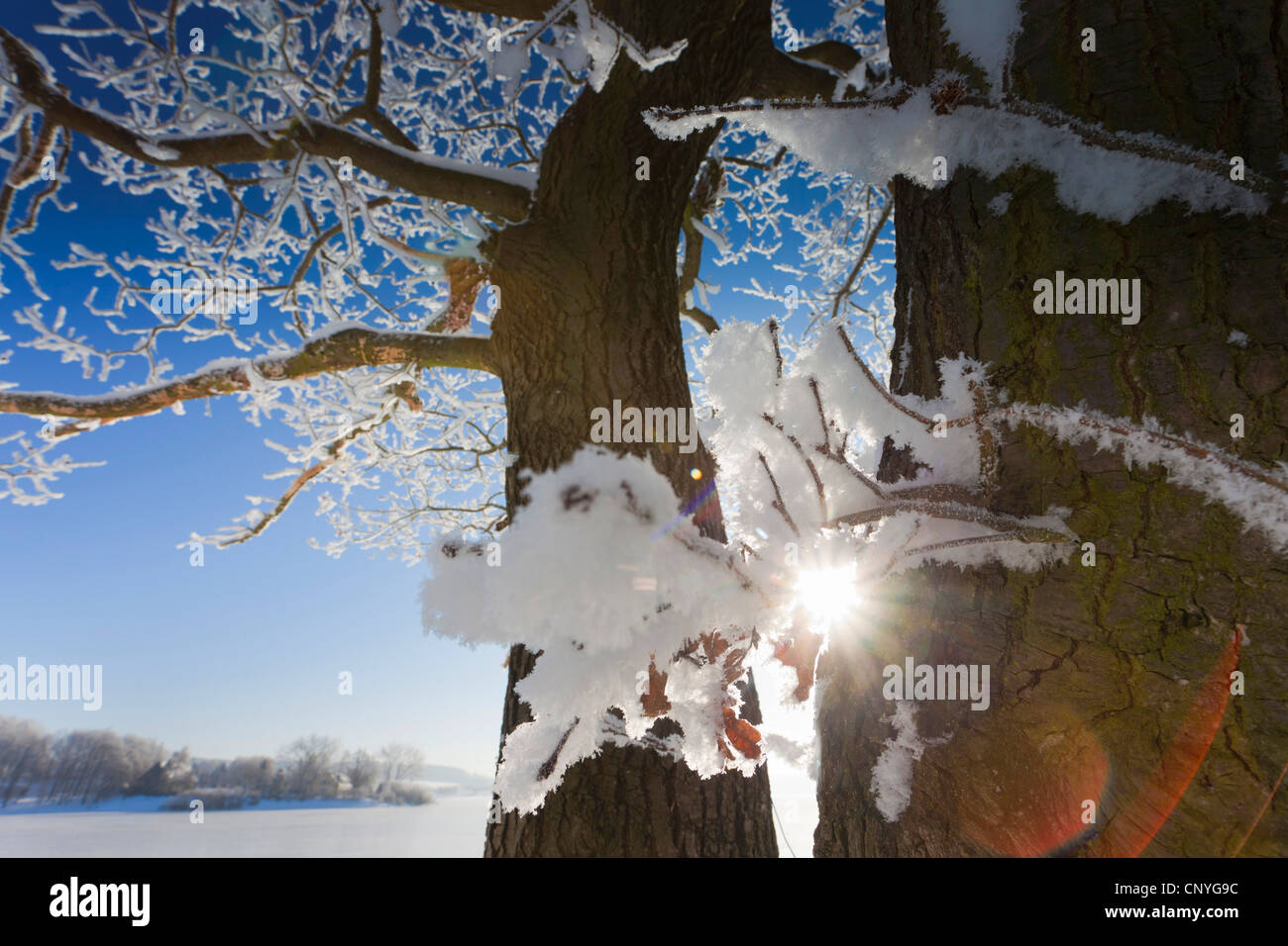 Sun beams and trees hi-res stock photography and images - Alamy