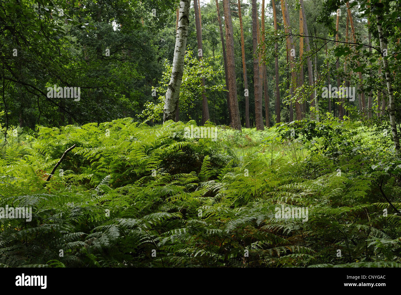 bracken fern (Pteridium aquilinum), on a clearing, Germany, Hesse Stock Photo