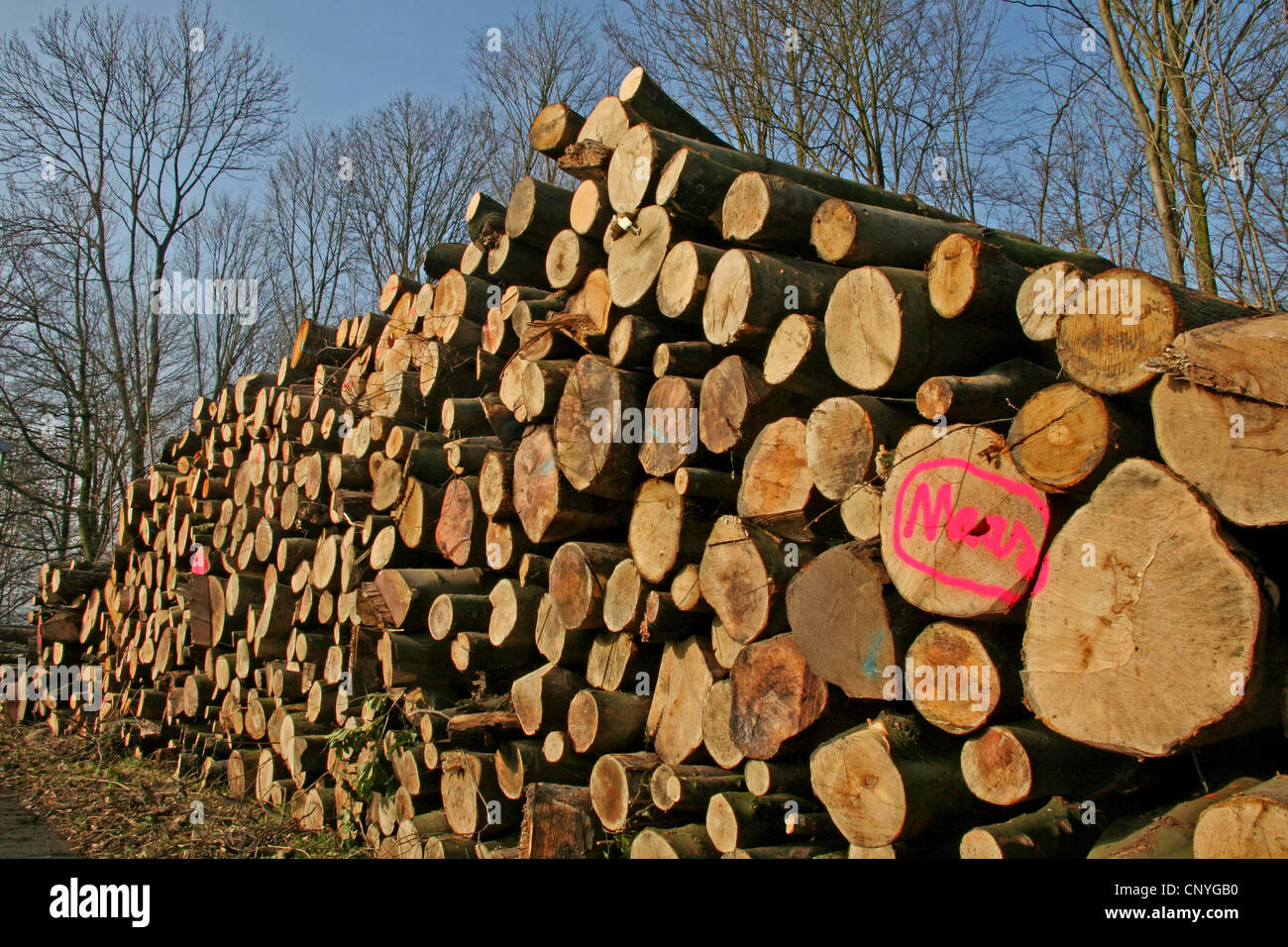 pile of tree felled trunks, Germany, North Rhine-Westphalia Stock Photo