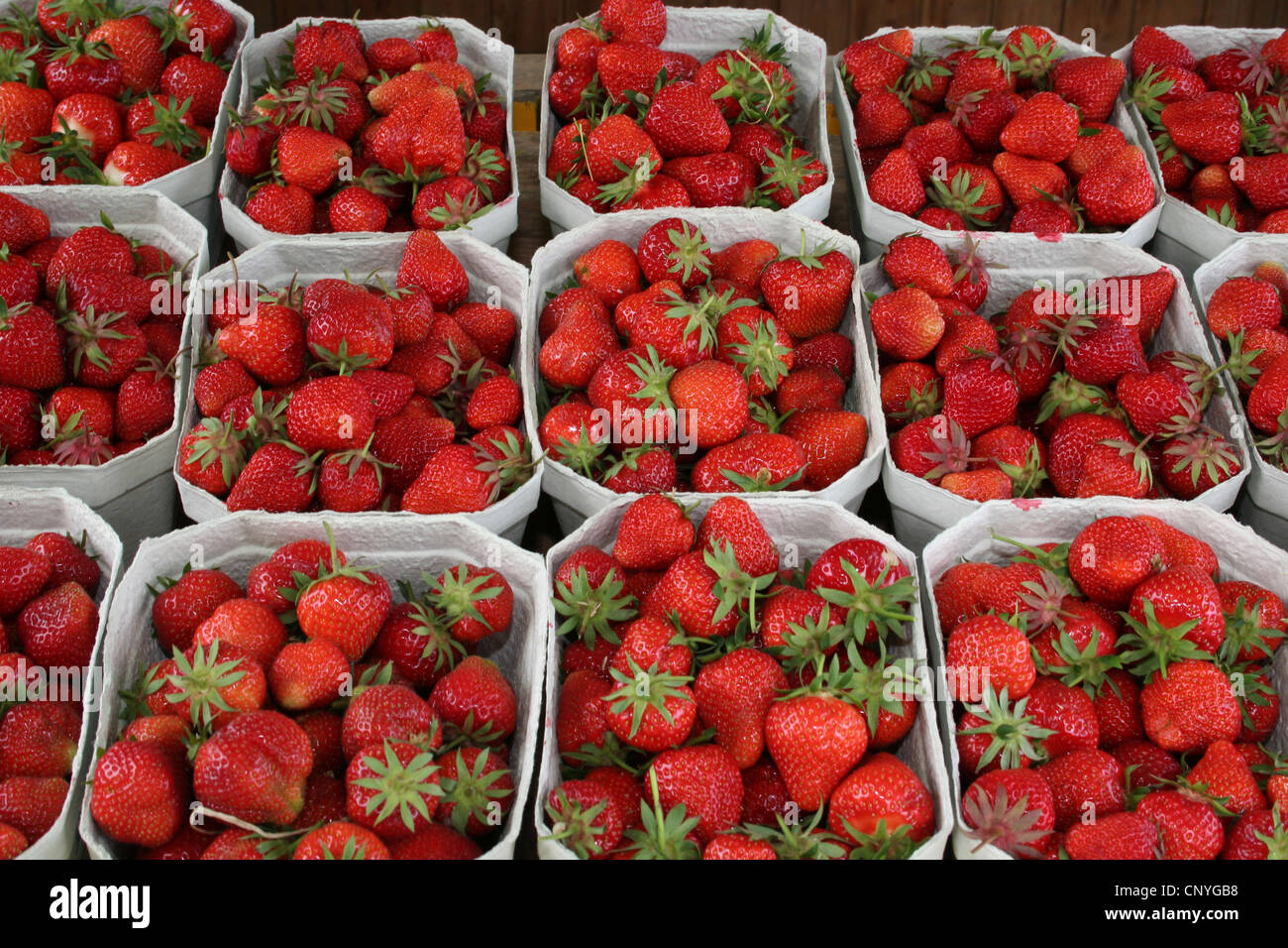 hybrid strawberry, garden strawberry (Fragaria x ananassa, Fragaria ananassa), strawberries in boxes, Germany Stock Photo