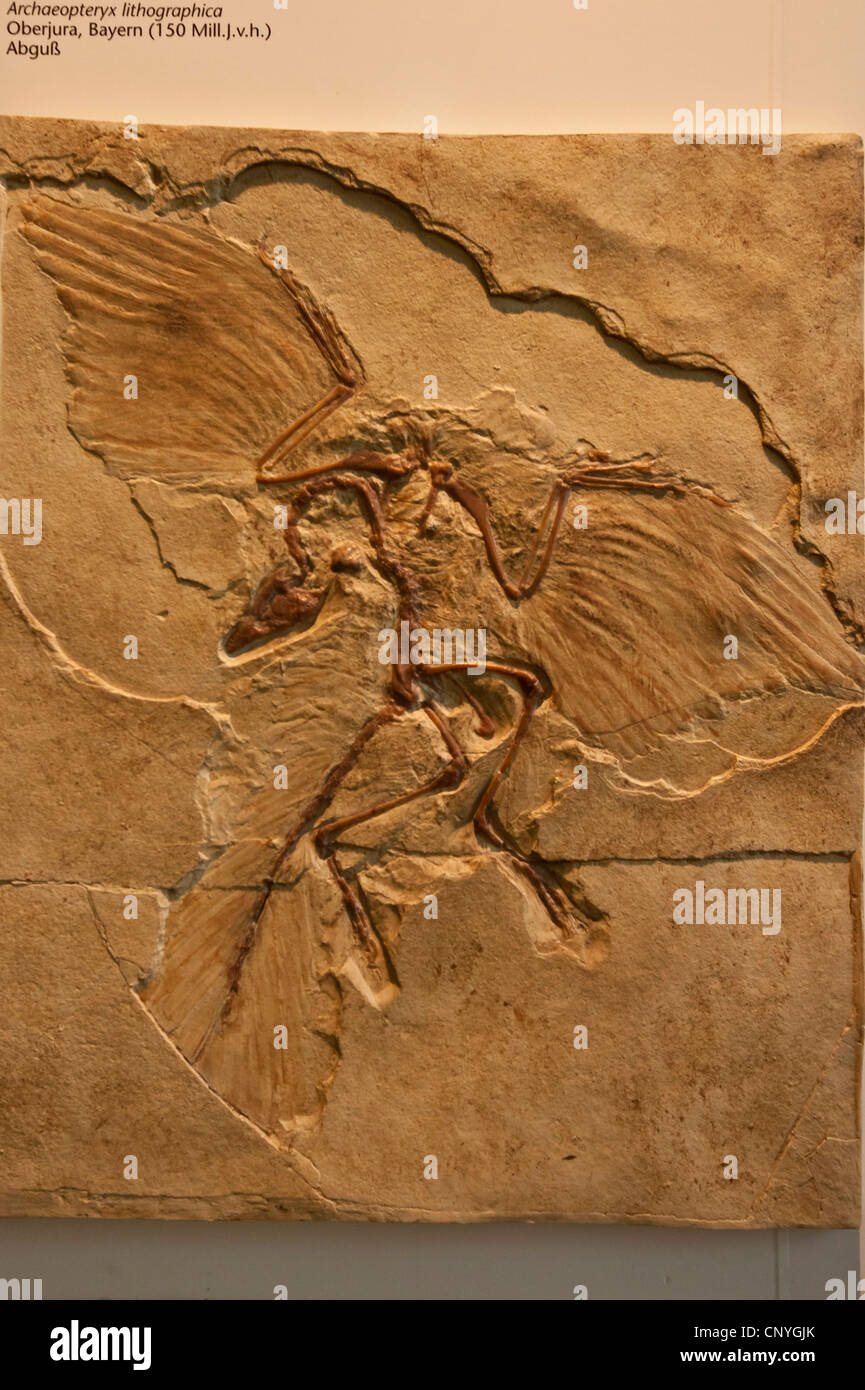 Archaeopteryx Fossil London Hi-res Stock Photography And Images - Alamy