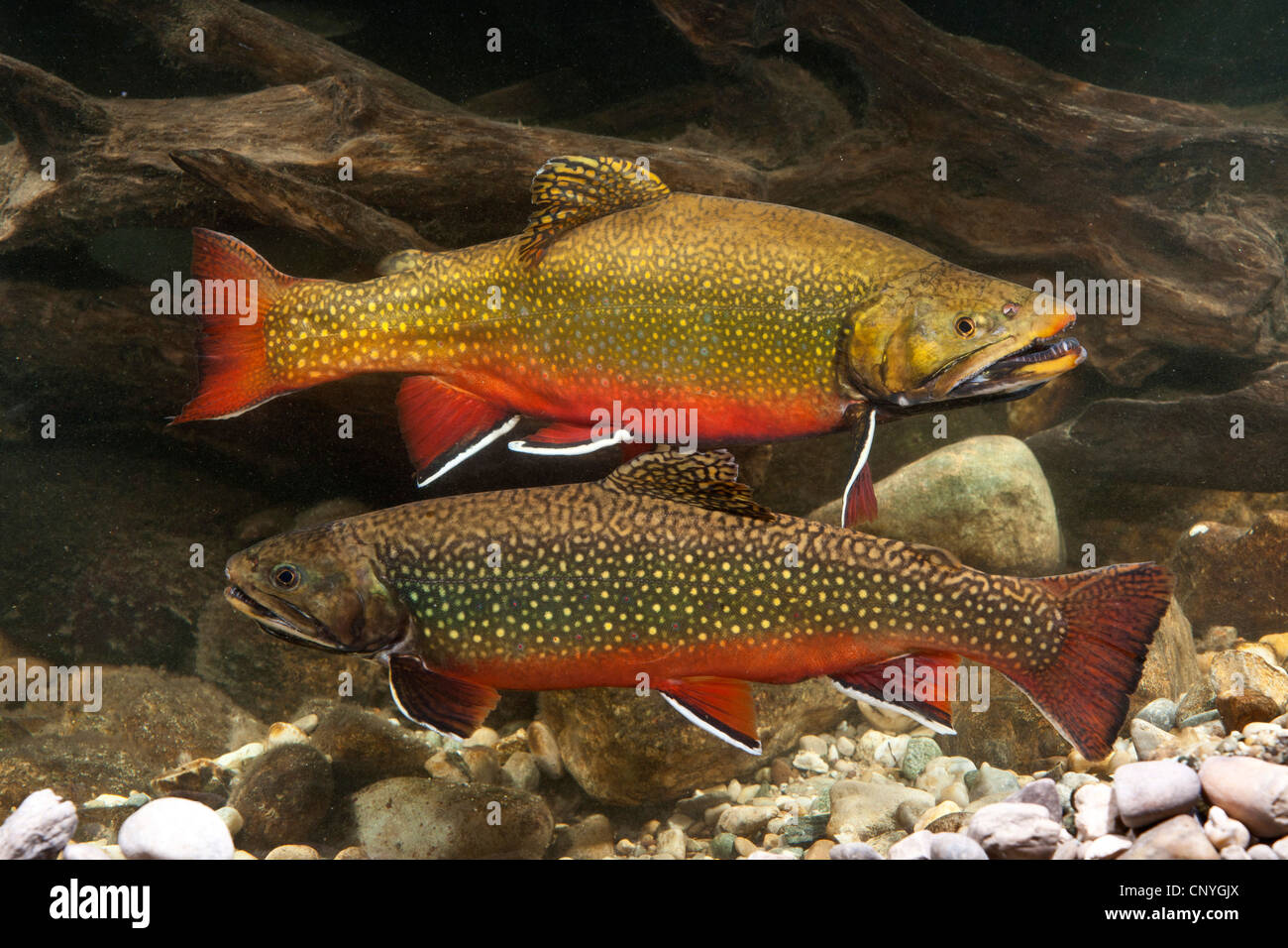 brook trout, brook char, brook charr (Salvelinus fontinalis), couple in mating colouration Stock Photo