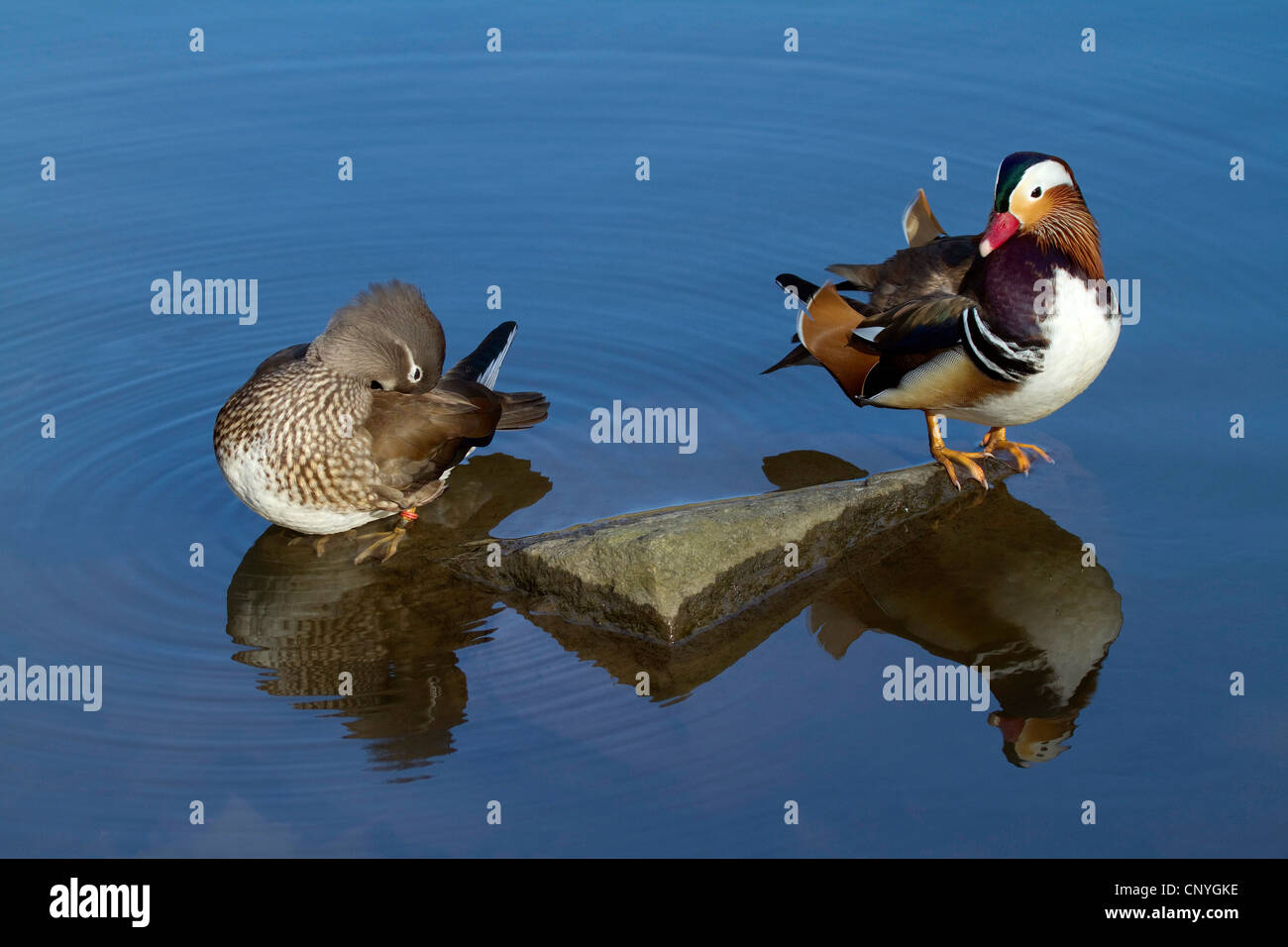 Male female mandarin duck on hi-res stock photography and images - Alamy
