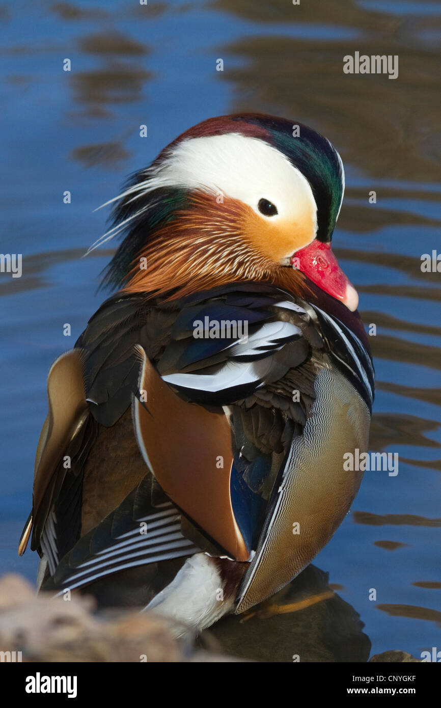 mandarin duck (Aix galericulata), male sitting in shallow water, Germany Stock Photo Alamy