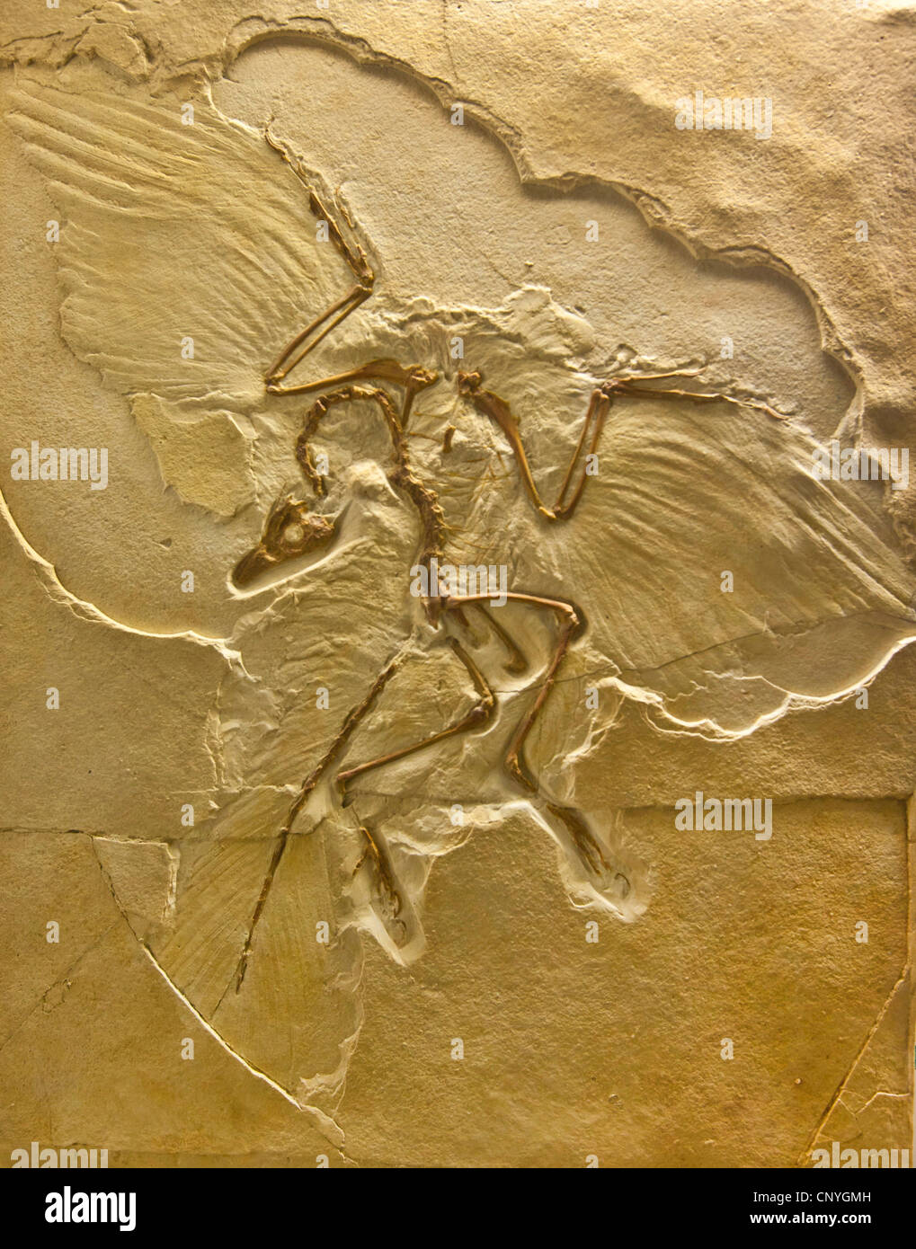 Archaeopteryx fossil london hires stock photography and images Alamy