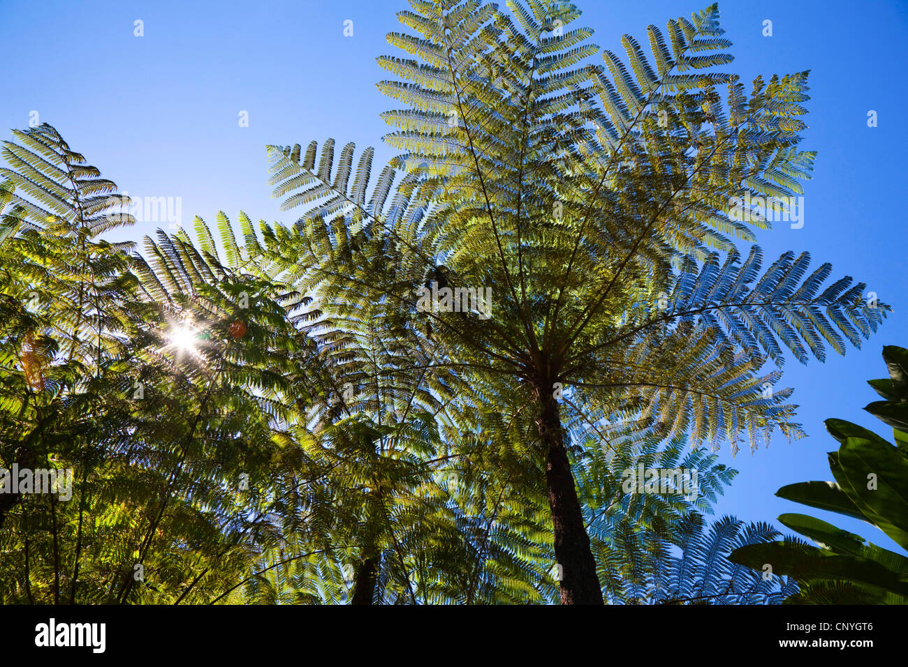 Australian tree fern (Cyathea australis), in rainforest, Australia, Queensland, Atherton Tablelands Stock Photo