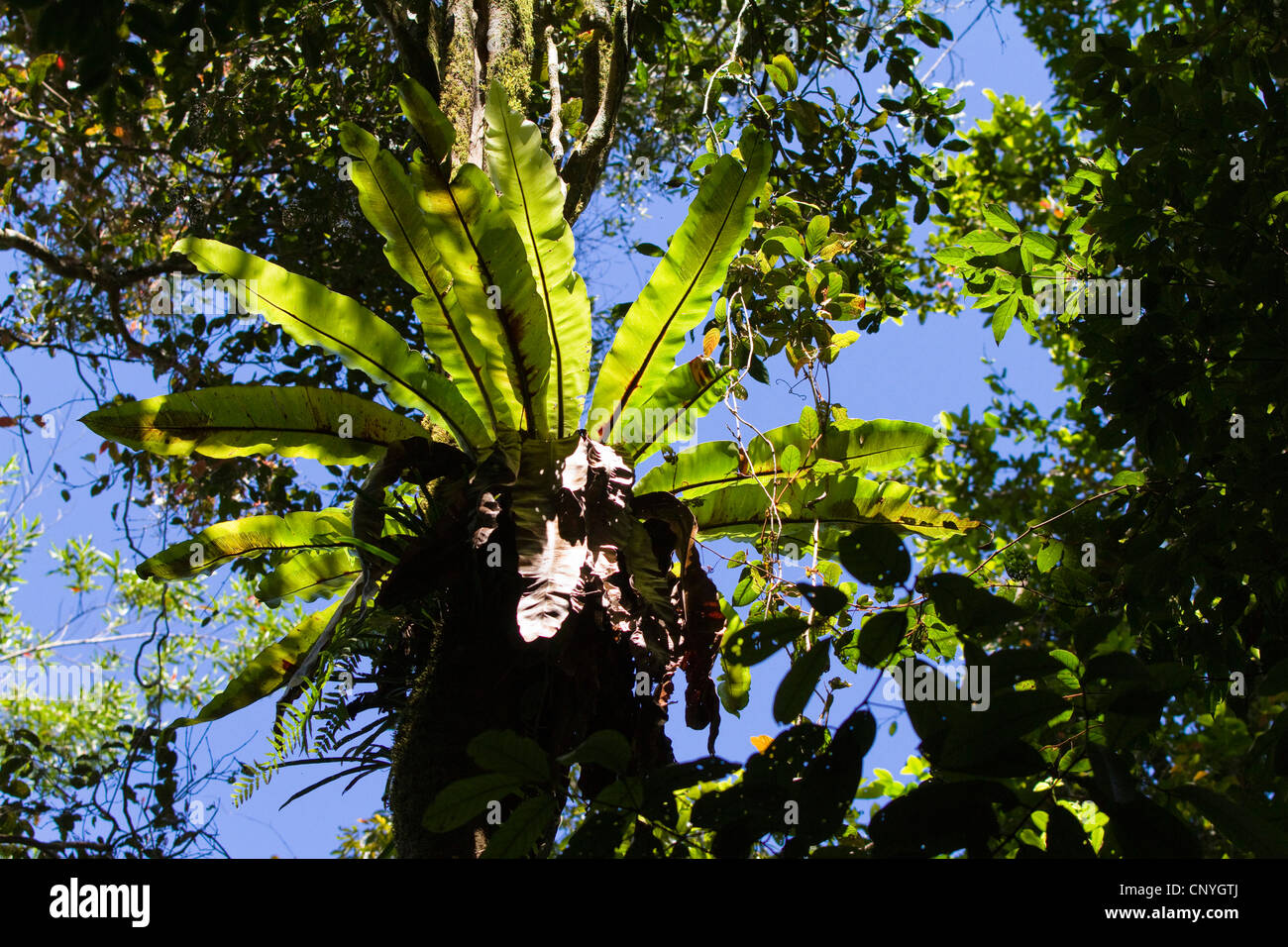 bird's nest fern (Asplenium nidus), in thr tropical rainforest