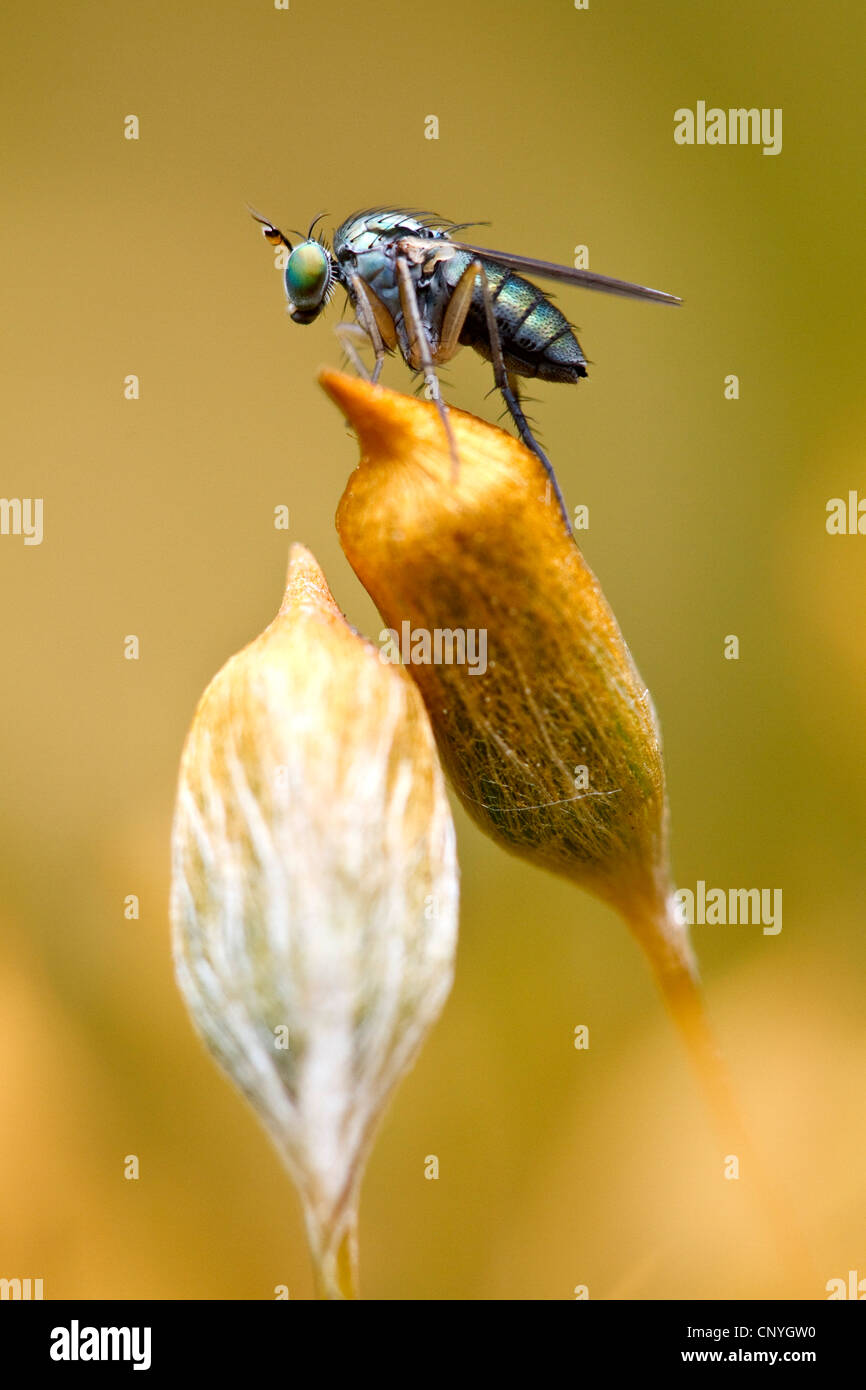 fly sitting on a moss capsule, Germany, North Rhine-Westphalia Stock Photo