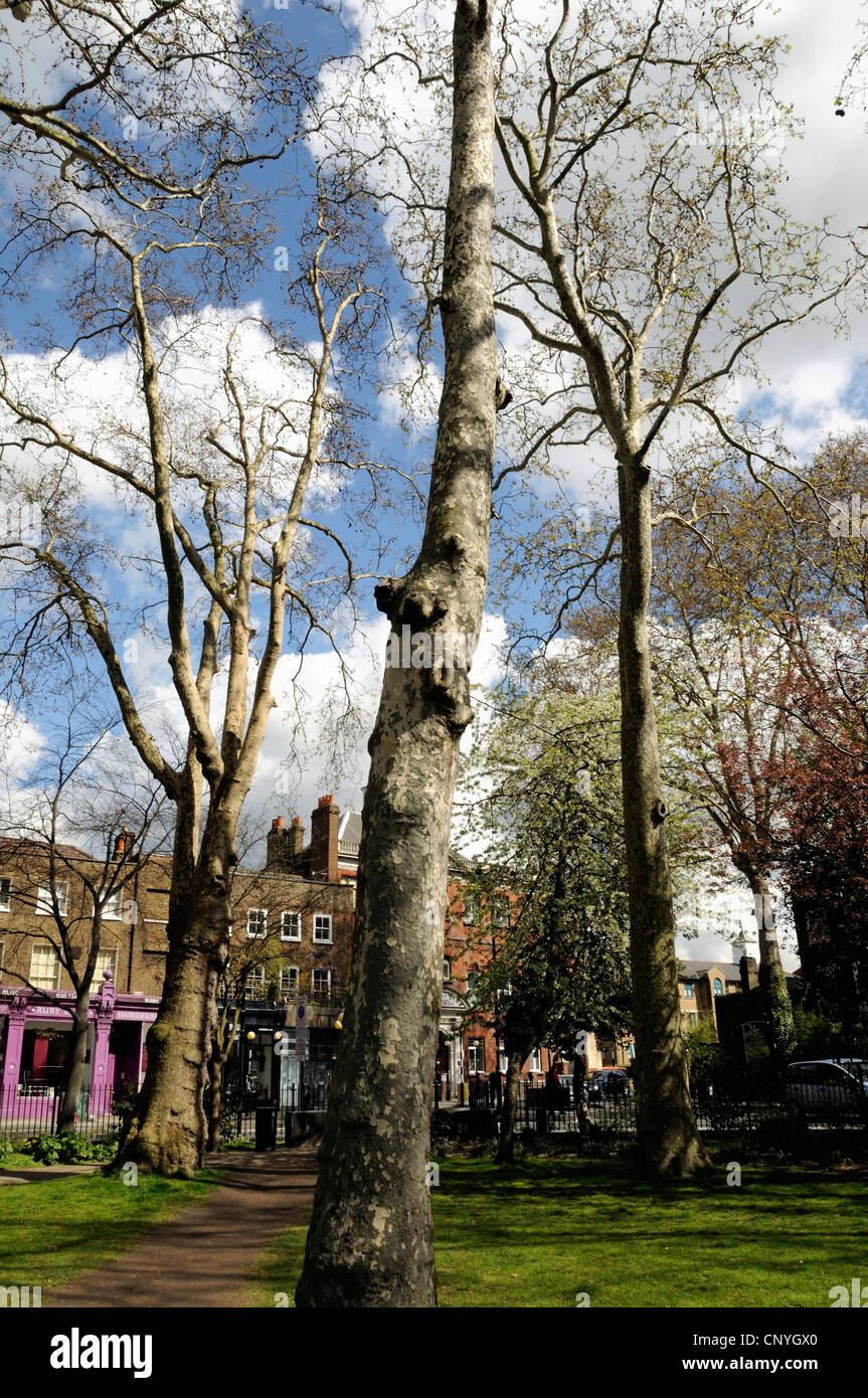 Platanus x hispanica, London Plane tree, Newington Green, London