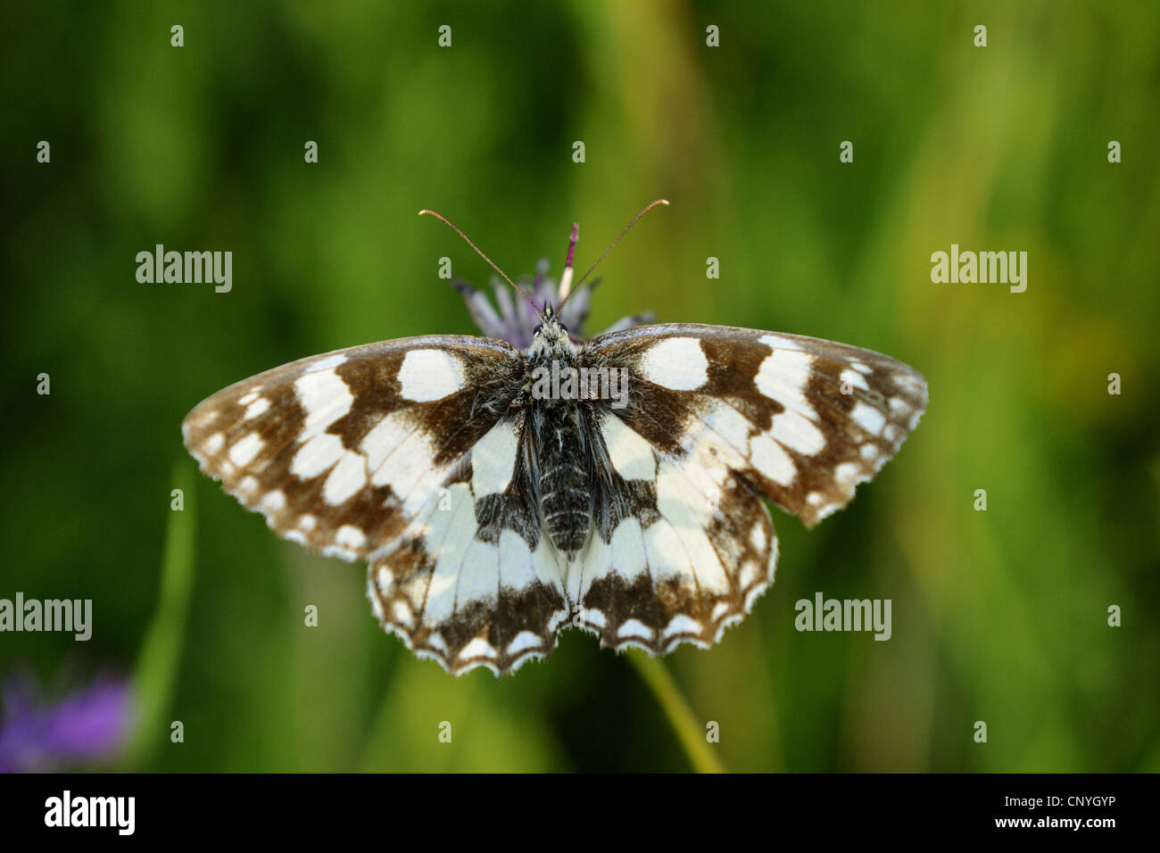 marbled white (Melanargia galathea), sitting on a flower, Germany Stock Photo