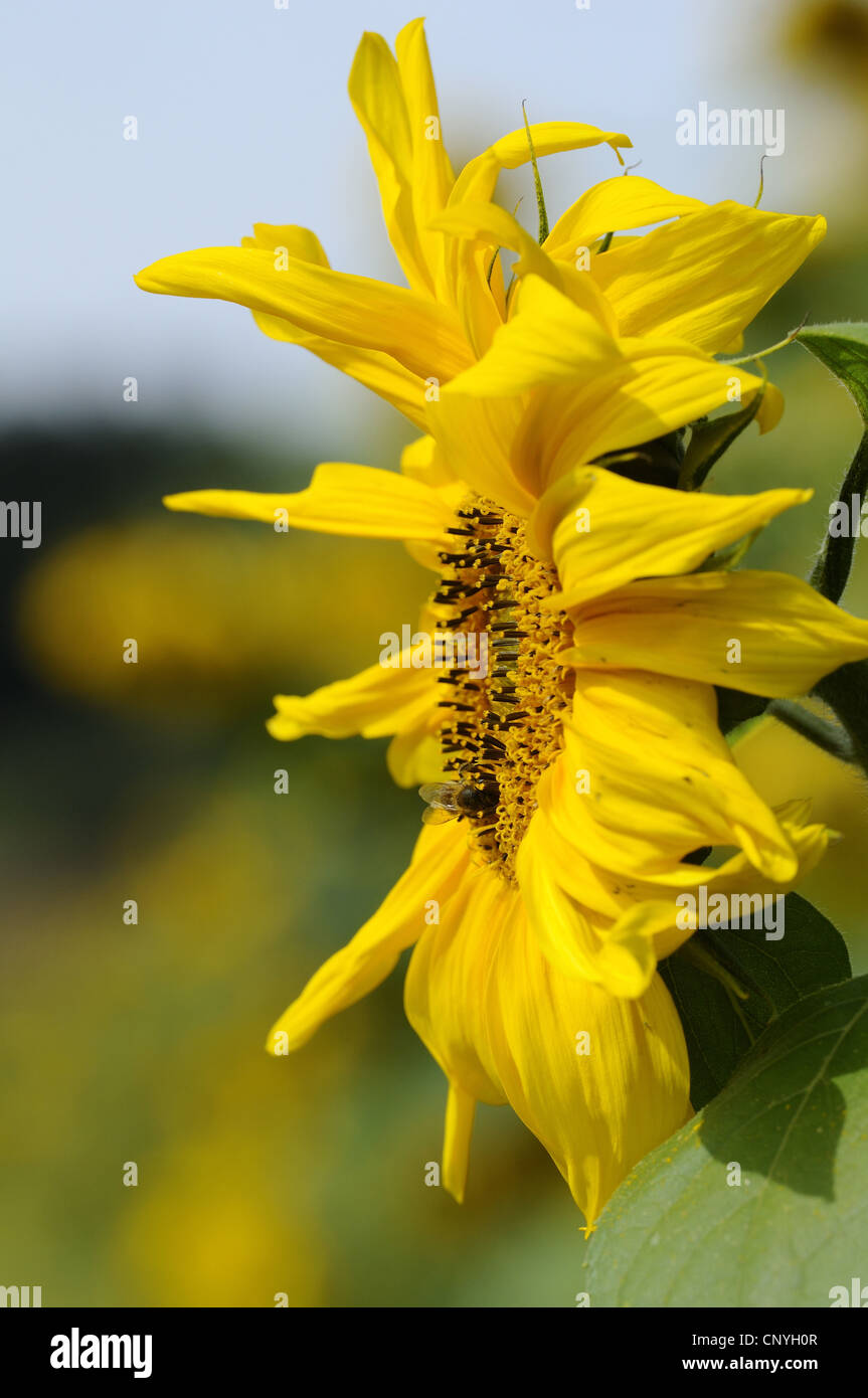 common sunflower (Helianthus annuus), blooming, Germany Stock Photo