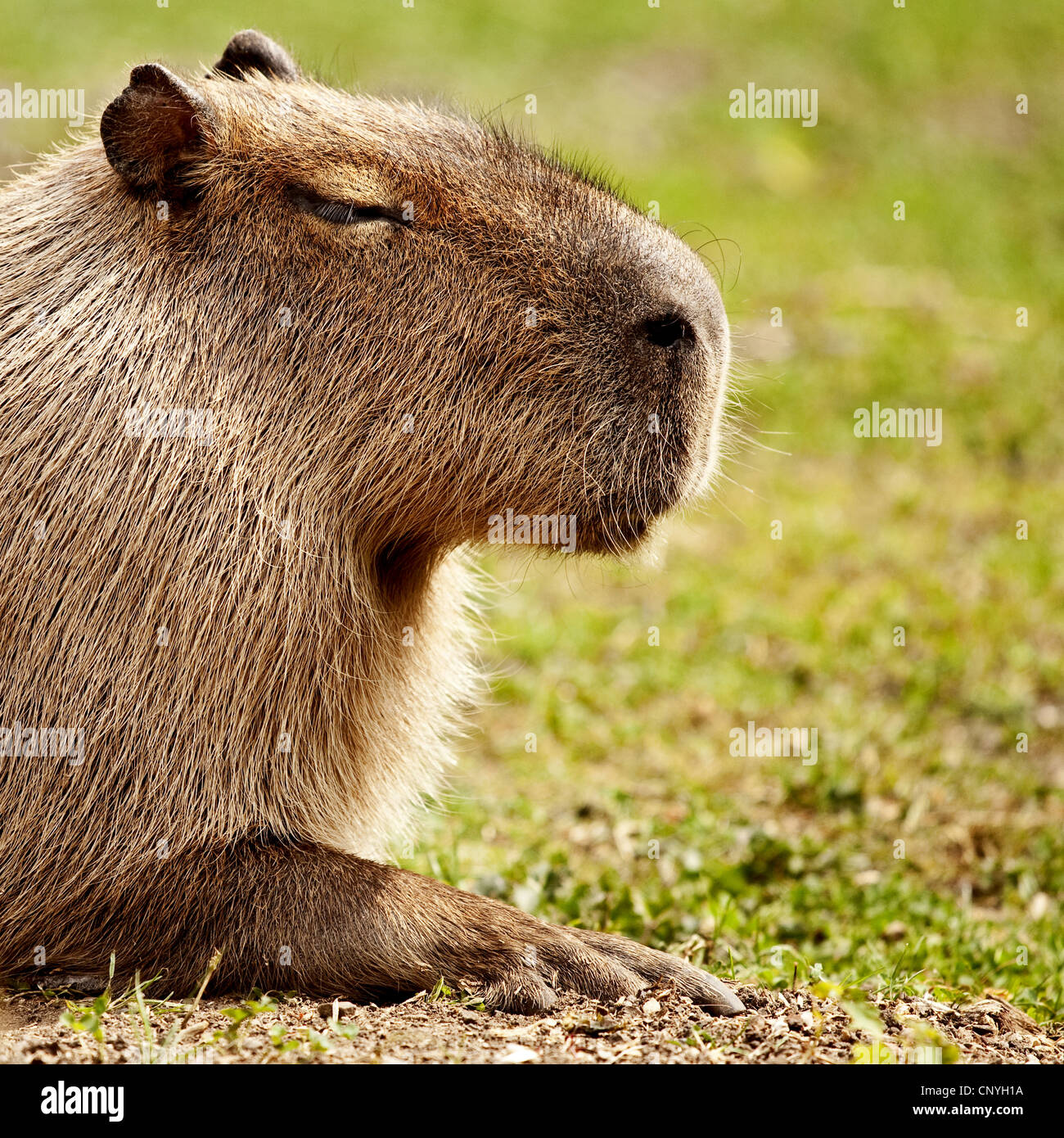 Lying down capybara hi-res stock photography and images - Alamy