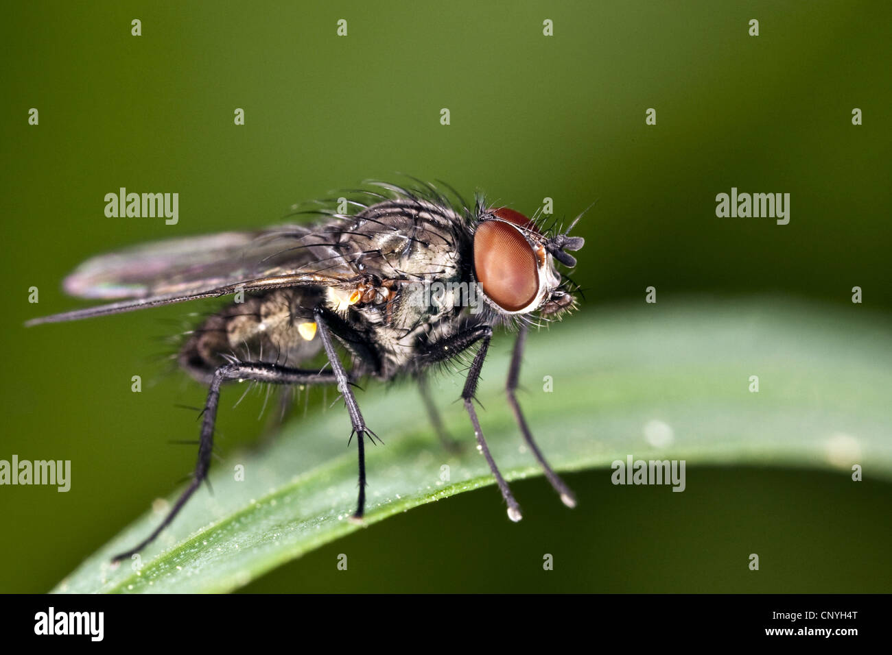 House fly musca domestica on grass hires stock photography and images