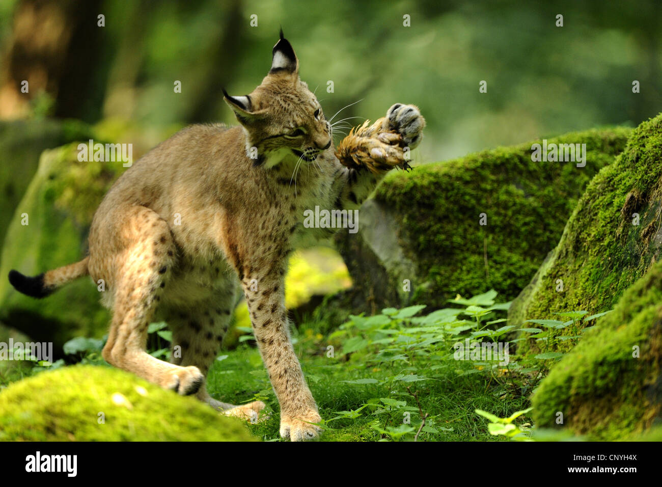 northern lynx (Lynx lynx lynx), playing with a caught songbird between mossy stones in the forest, Germany, Hesse Stock Photo