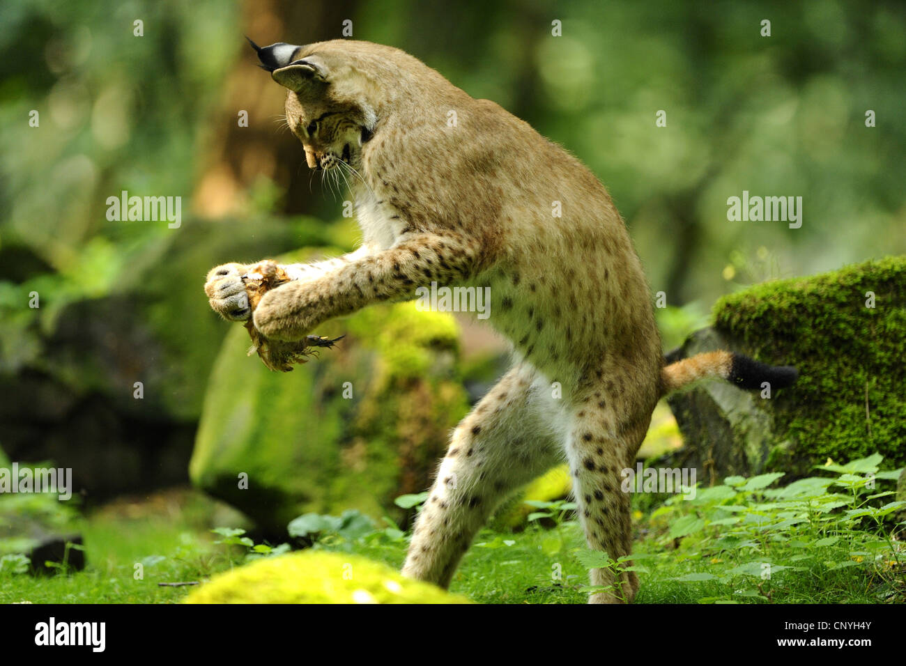 northern lynx (Lynx lynx lynx), playing with a caught songbird between mossy stones in the forest standing on its hind legs, Germany, Hesse Stock Photo