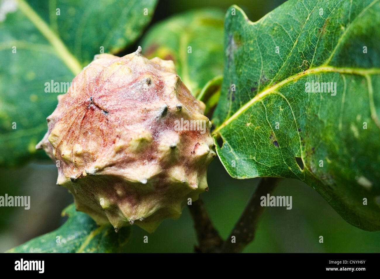 gall on a oak from a gall wasp, Germany Stock Photo Alamy