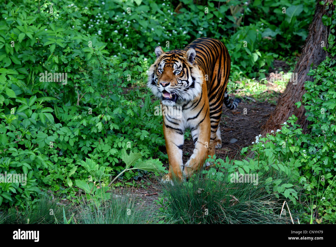 Sumatran tiger (Panthera tigris sumatrae), in shrubbery Stock Photo