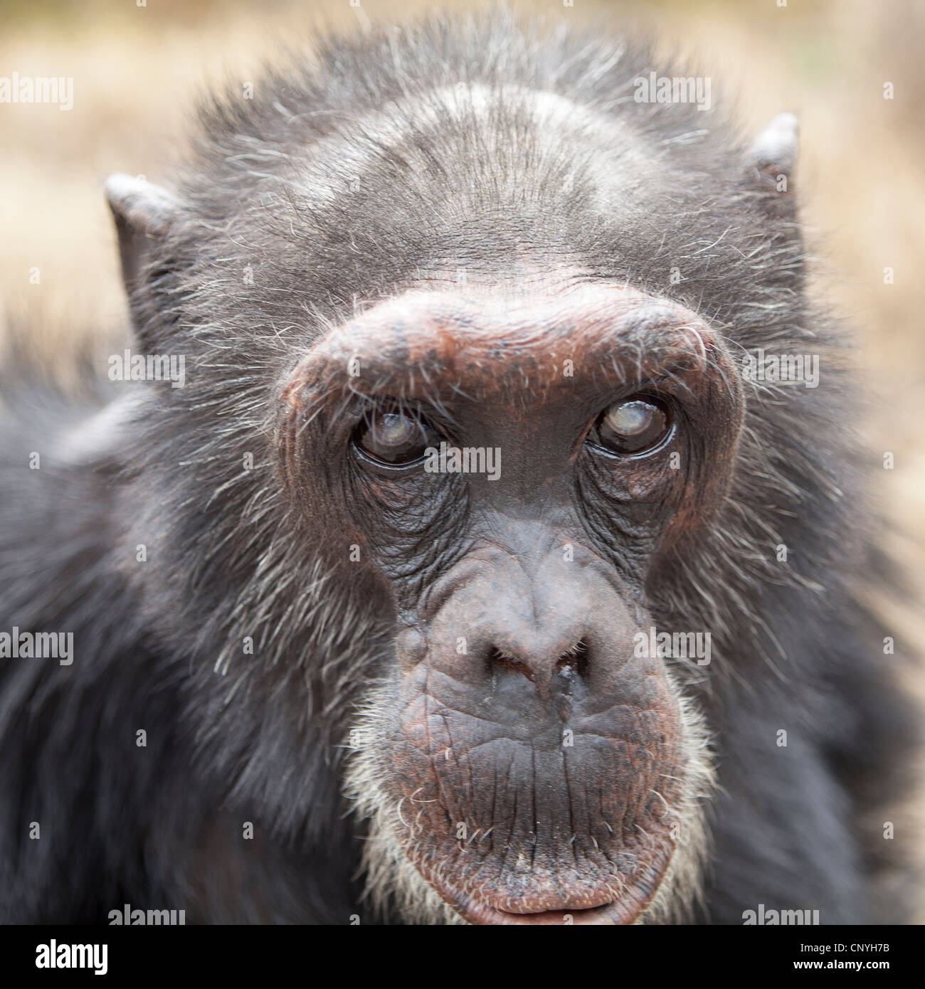 chimpanzee photo chimpanzee photo