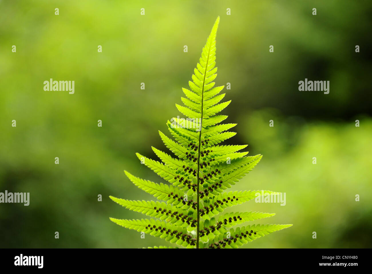 male-fern (Dryopteris filix-mas), underside of frond with spores, Germany Stock Photo