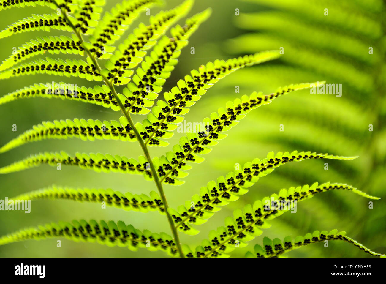 spore formation in fern