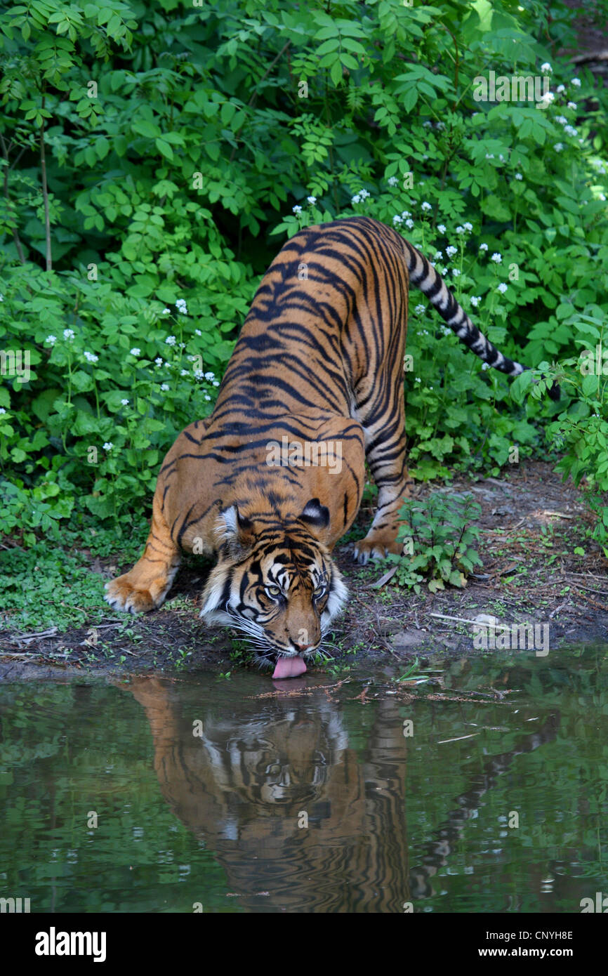 Sumatran tiger (Panthera tigris sumatrae), drinking Stock Photo