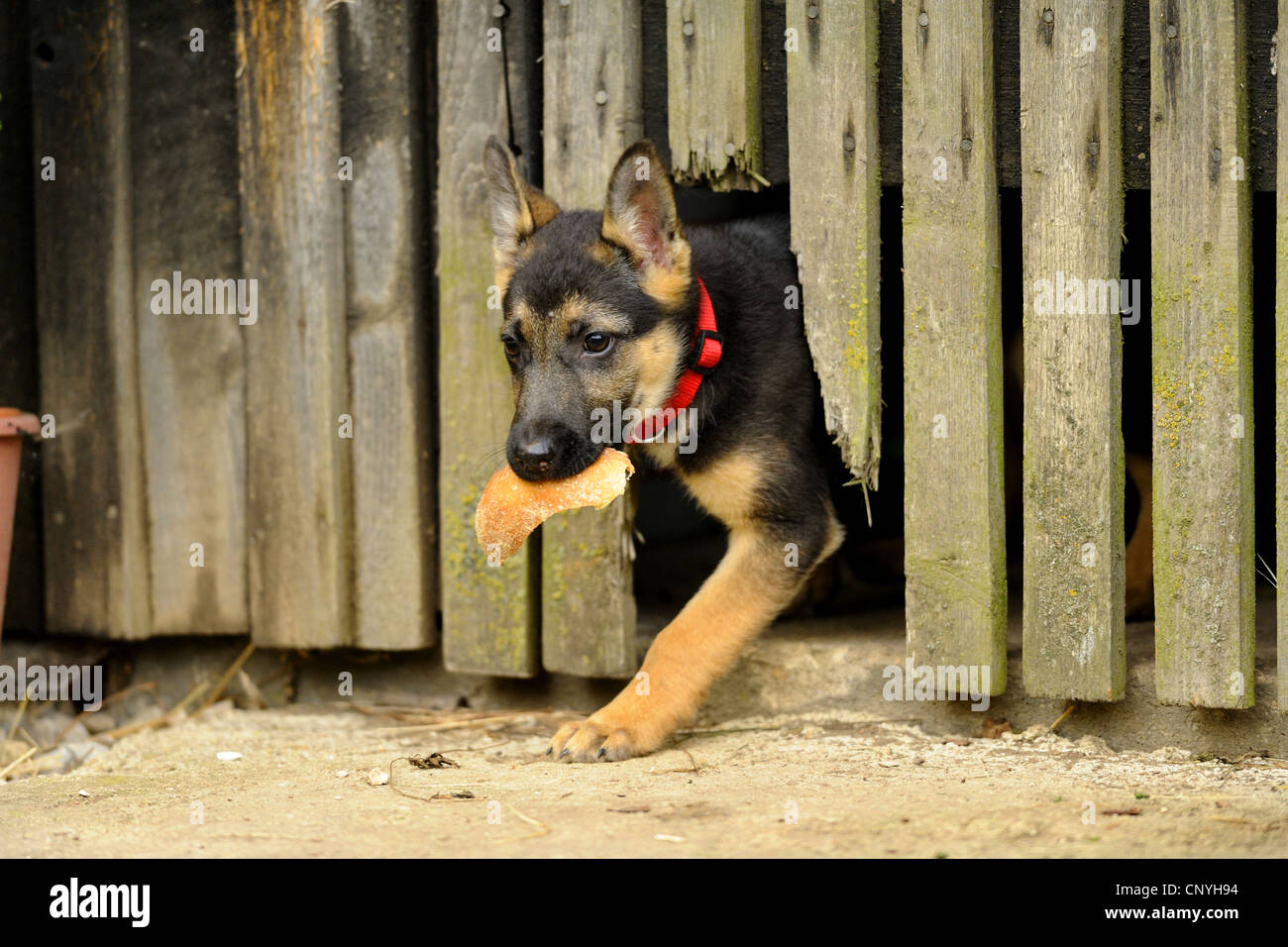 German Shepherd Dog (Canis lupus f. familiaris), puppy with old bred getting out of a hole in wooden fence, Germany Stock Photo