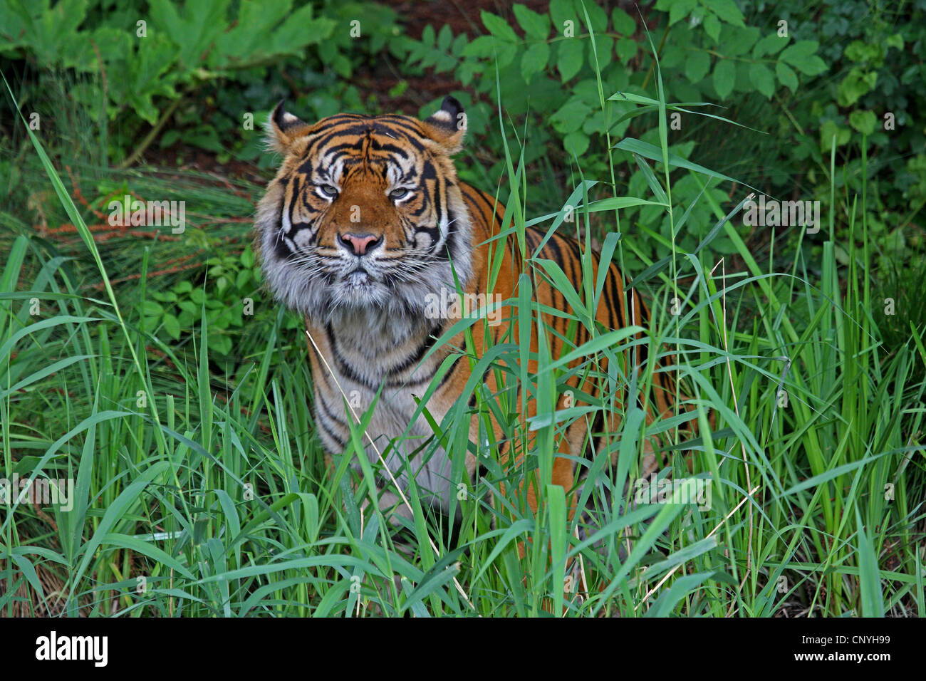 Tiger sitting in grass hi-res stock photography and images - Alamy