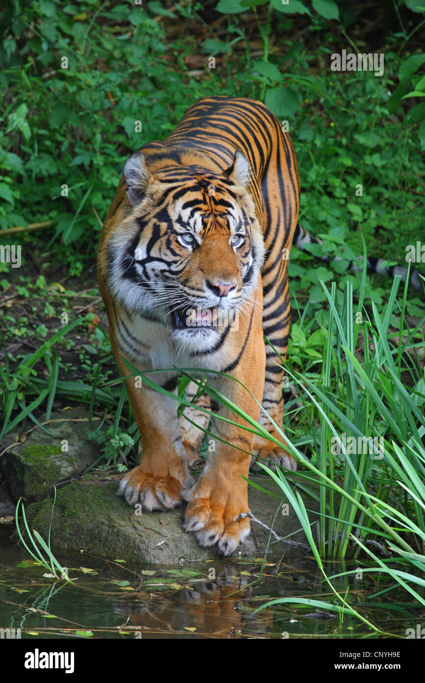 Sumatran tiger (Panthera tigris sumatrae), on a waterfront Stock Photo