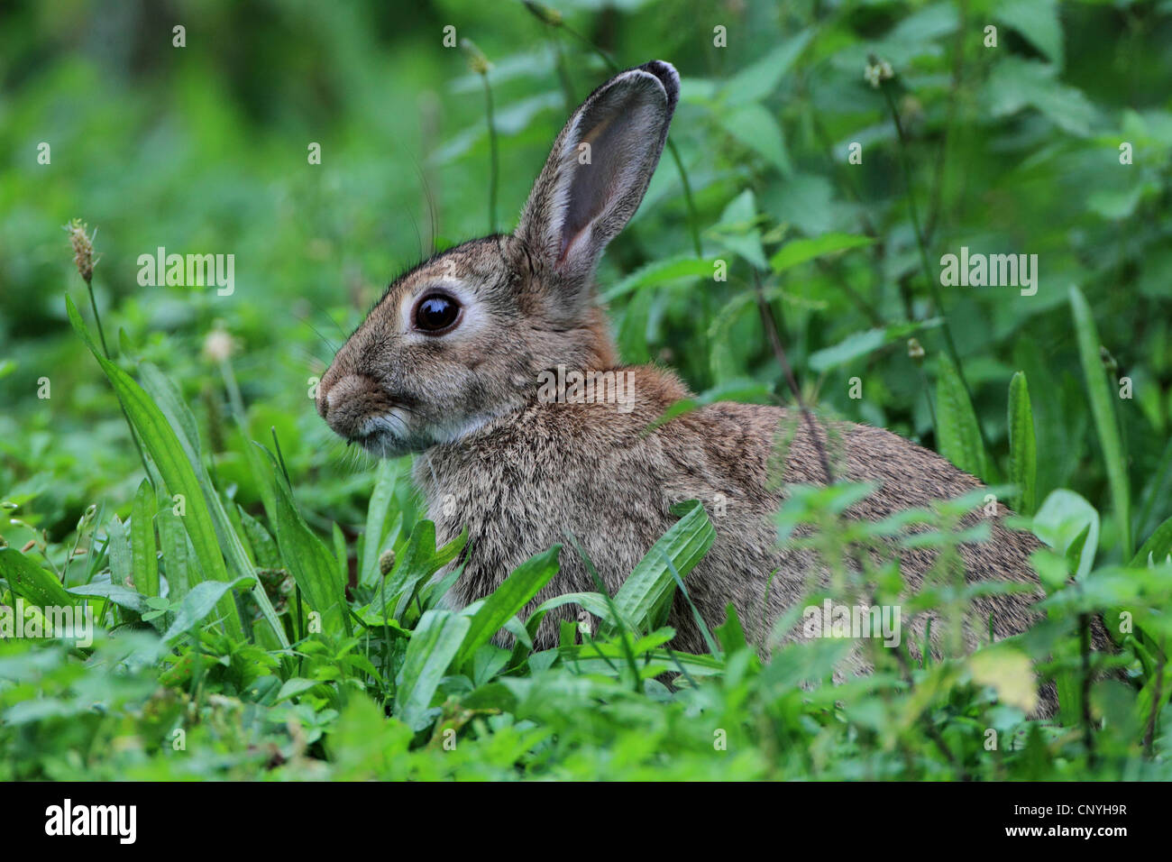 European rabbit (Oryctolagus cuniculus), sitting in grass, Germany