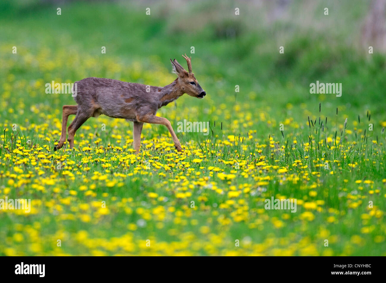 Common wild roe deer walking hi-res stock photography and images - Alamy