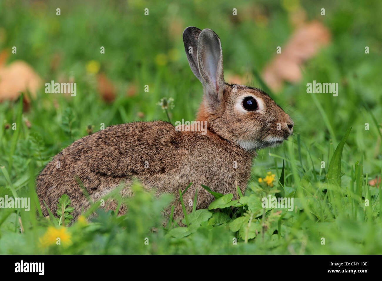 European rabbit (Oryctolagus cuniculus), sitting in grass, Germany Stock Photo