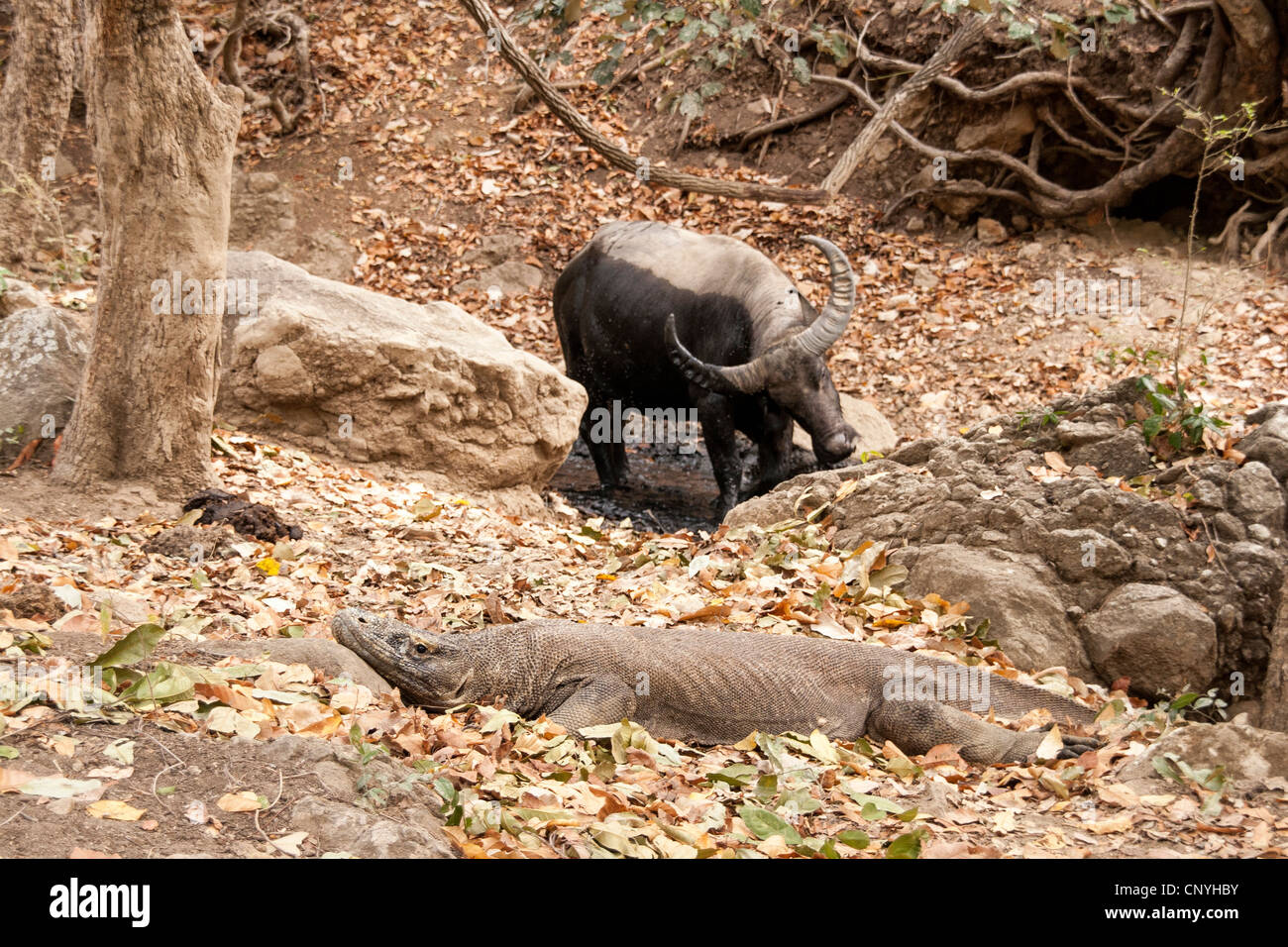 A Komodo dragon hunting a water buffalo on the komodo island Stock Photo -  Alamy