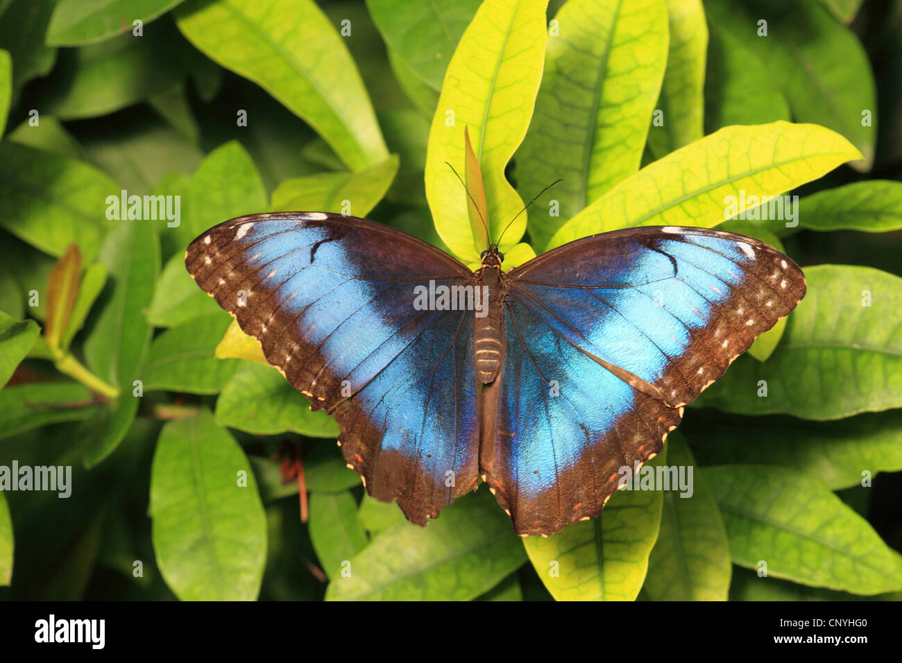 blue morpho (Morpho peleides), sitting on a plant Stock Photo