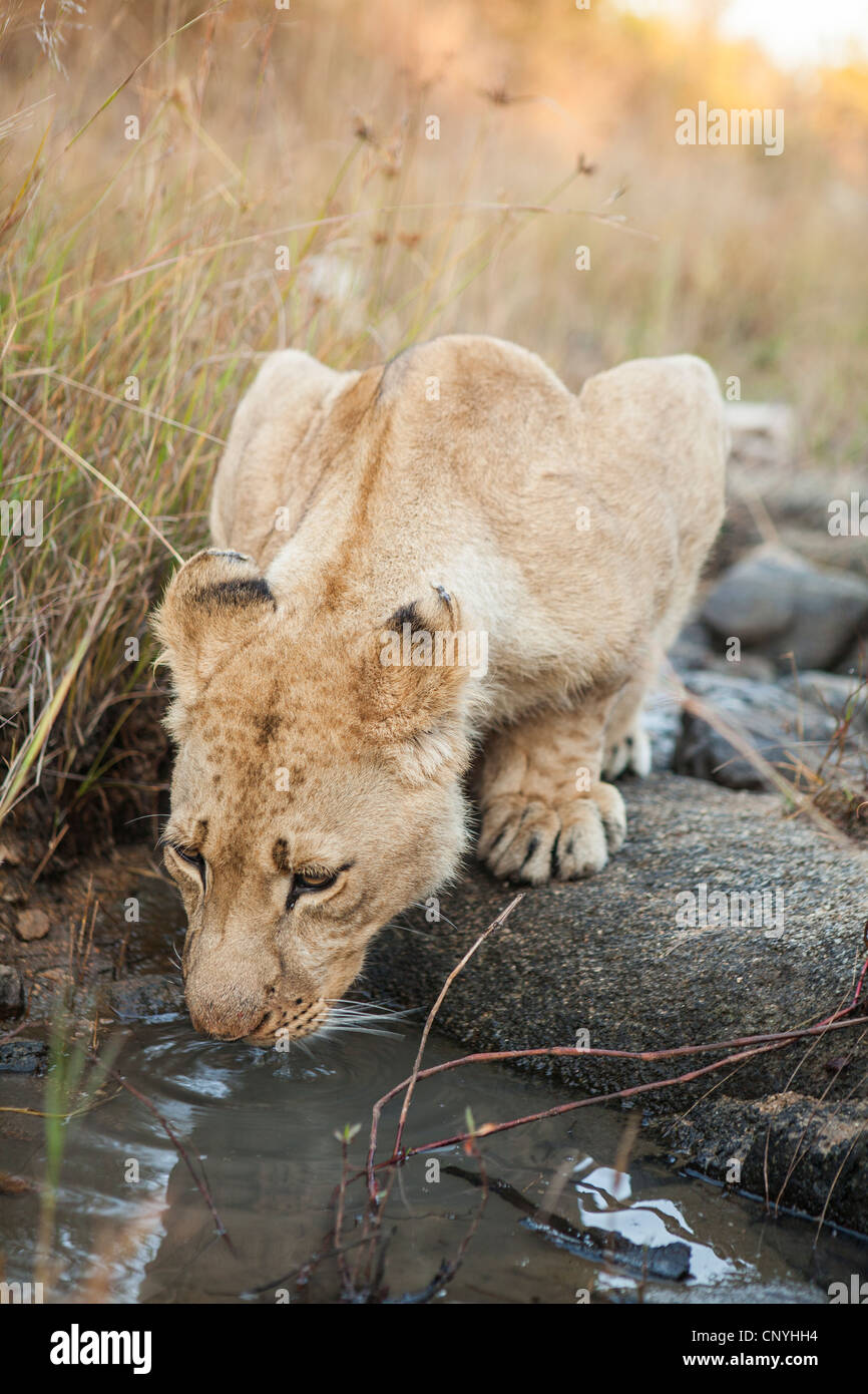 young lioness (lion) drinking in Zimbabwe Antelope Park Stock Photo