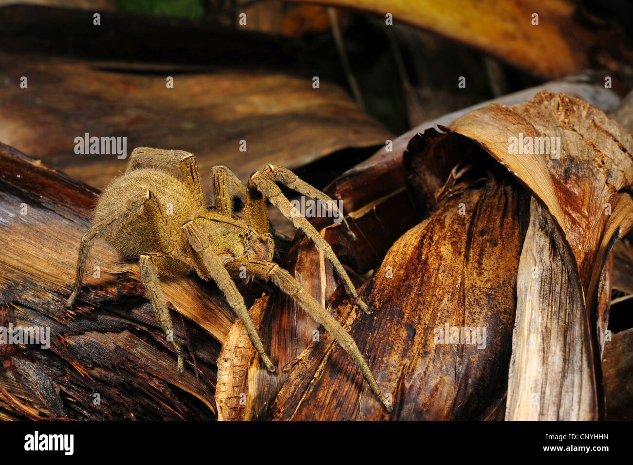 bird spider on banana leaves, Honduras, La Mosquitia, Las Marias Stock Photo