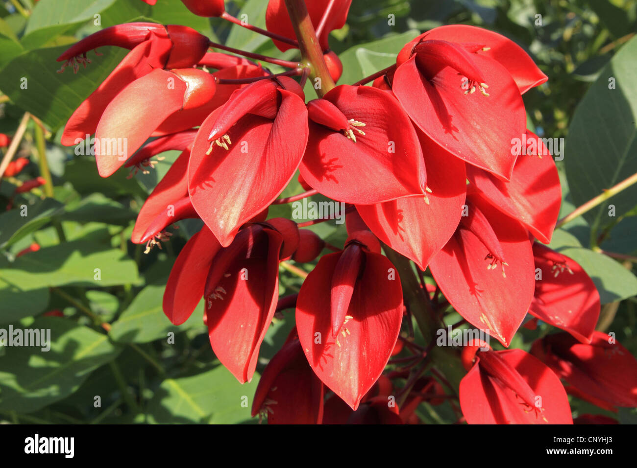 cockspur coral tree, crying baby (Erythrina crista-gallii), blooming Stock Photo