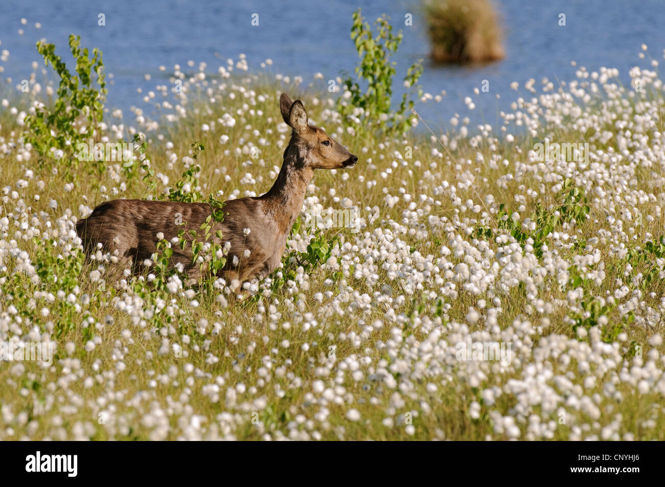 roe deer (Capreolus capreolus), doe standing in a meadow at a lake shore Stock Photo