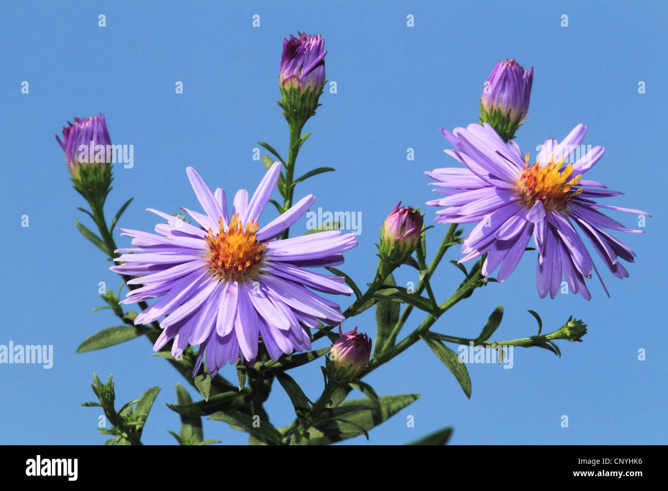 blooming autumn aster Stock Photo